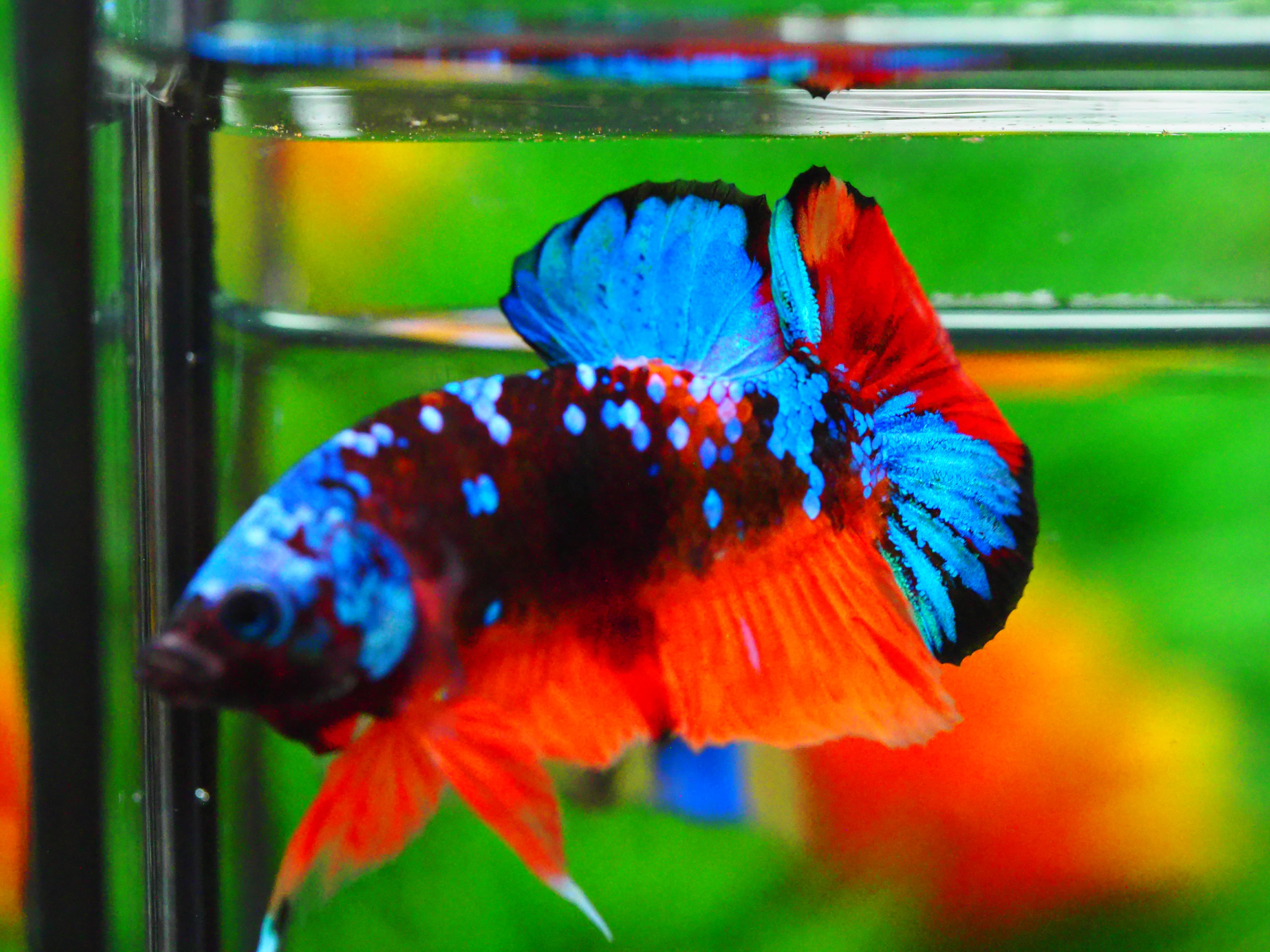 HMPK KOI GALAXY MALE GRADE A +++