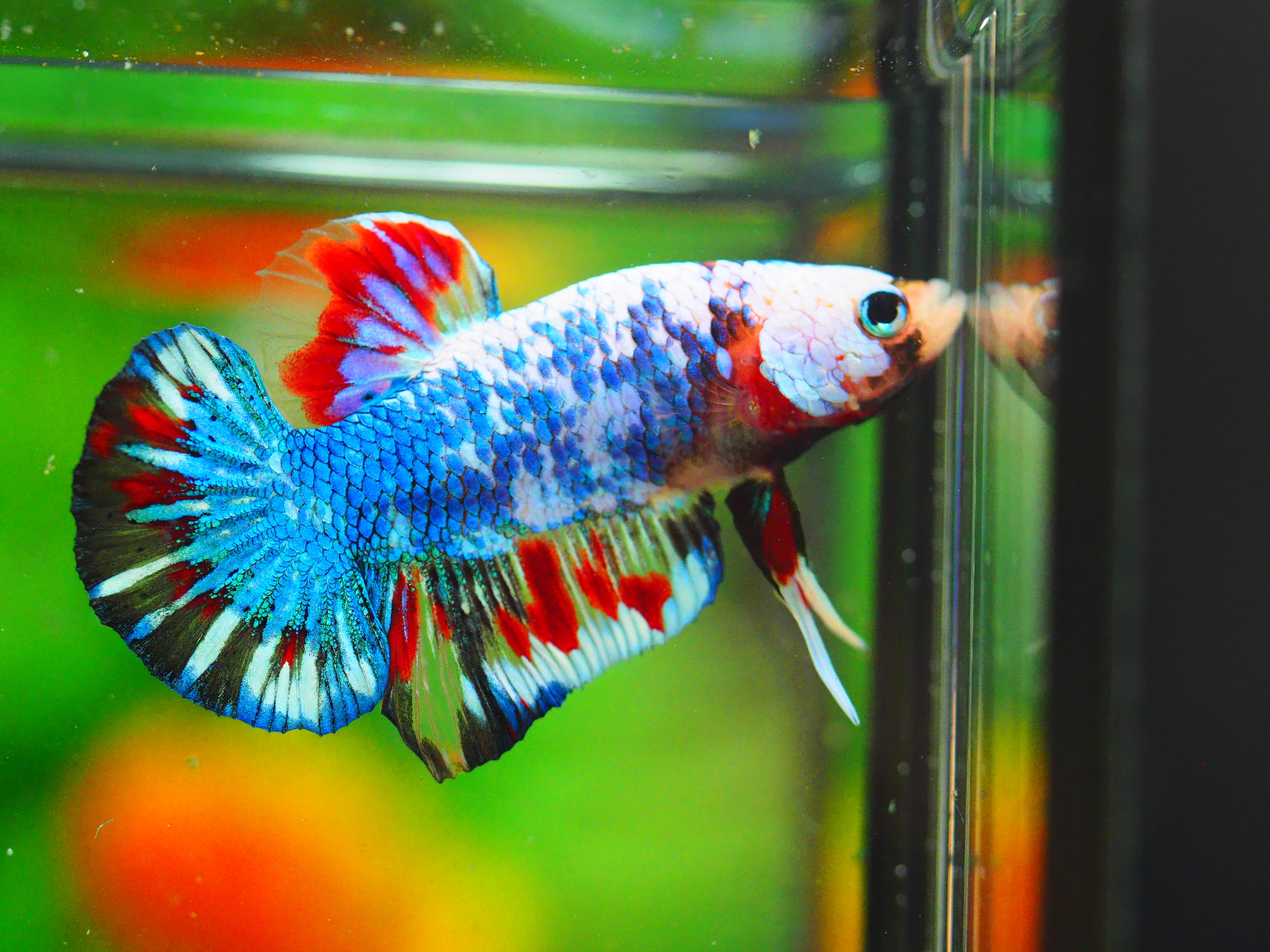 HMPK KOI FANCY MALE GRADE A+++