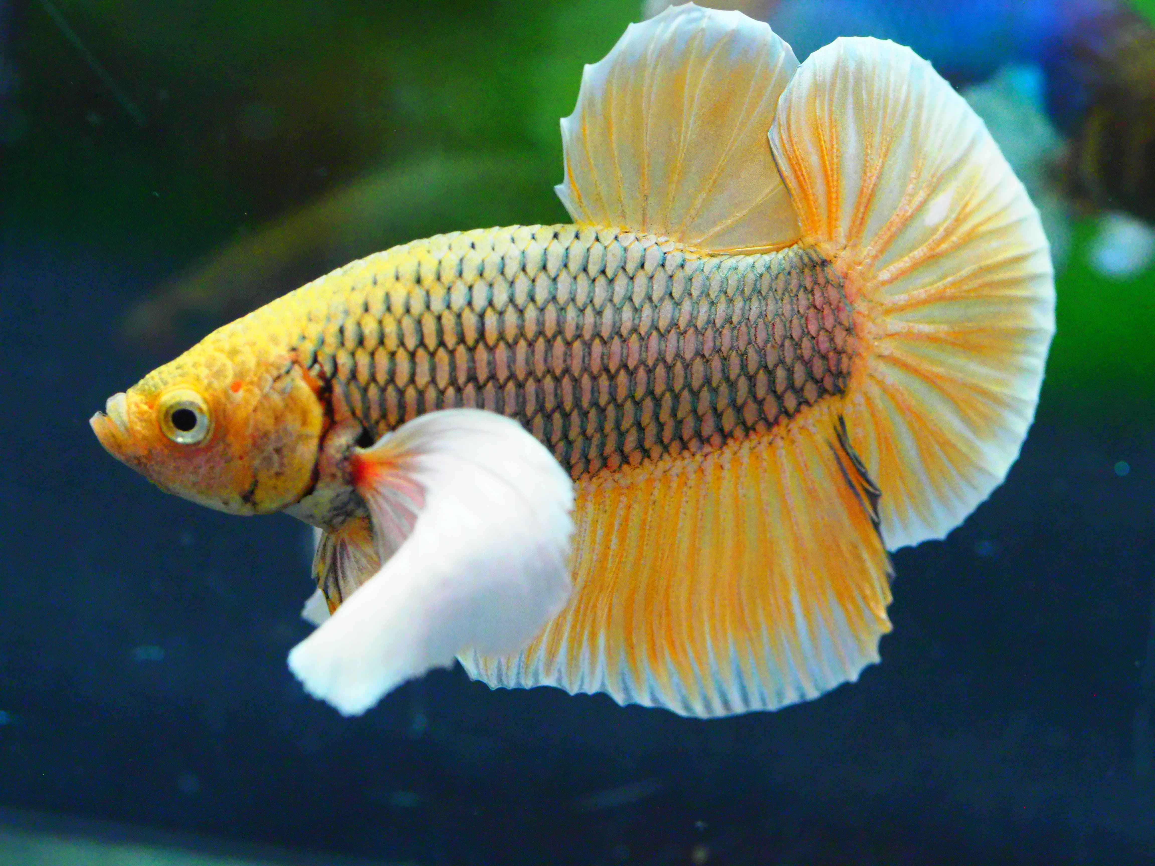 HMPK DUMBO MALE GRADE A +++