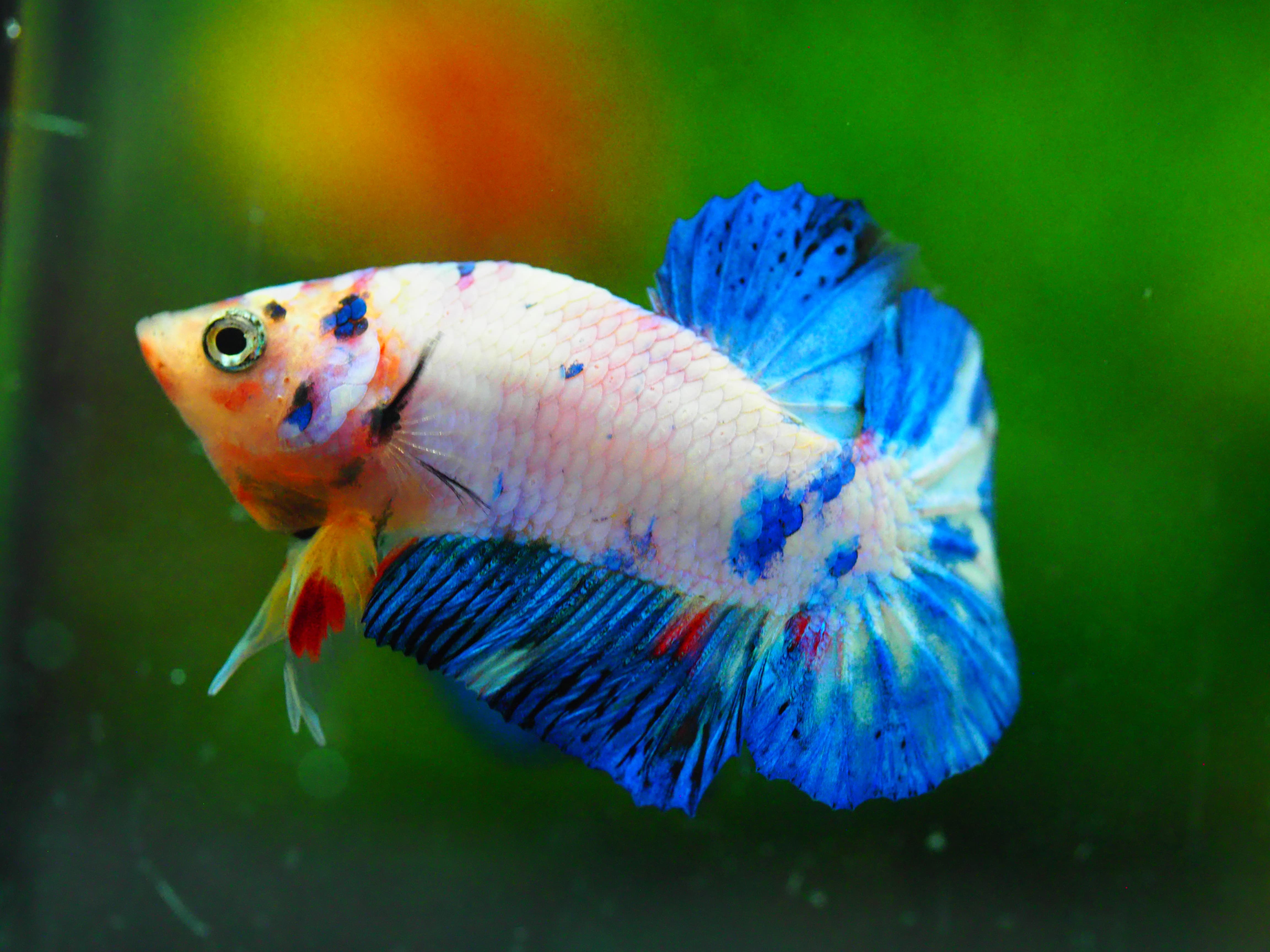 HMPK FANCY MALE GRADE A +++