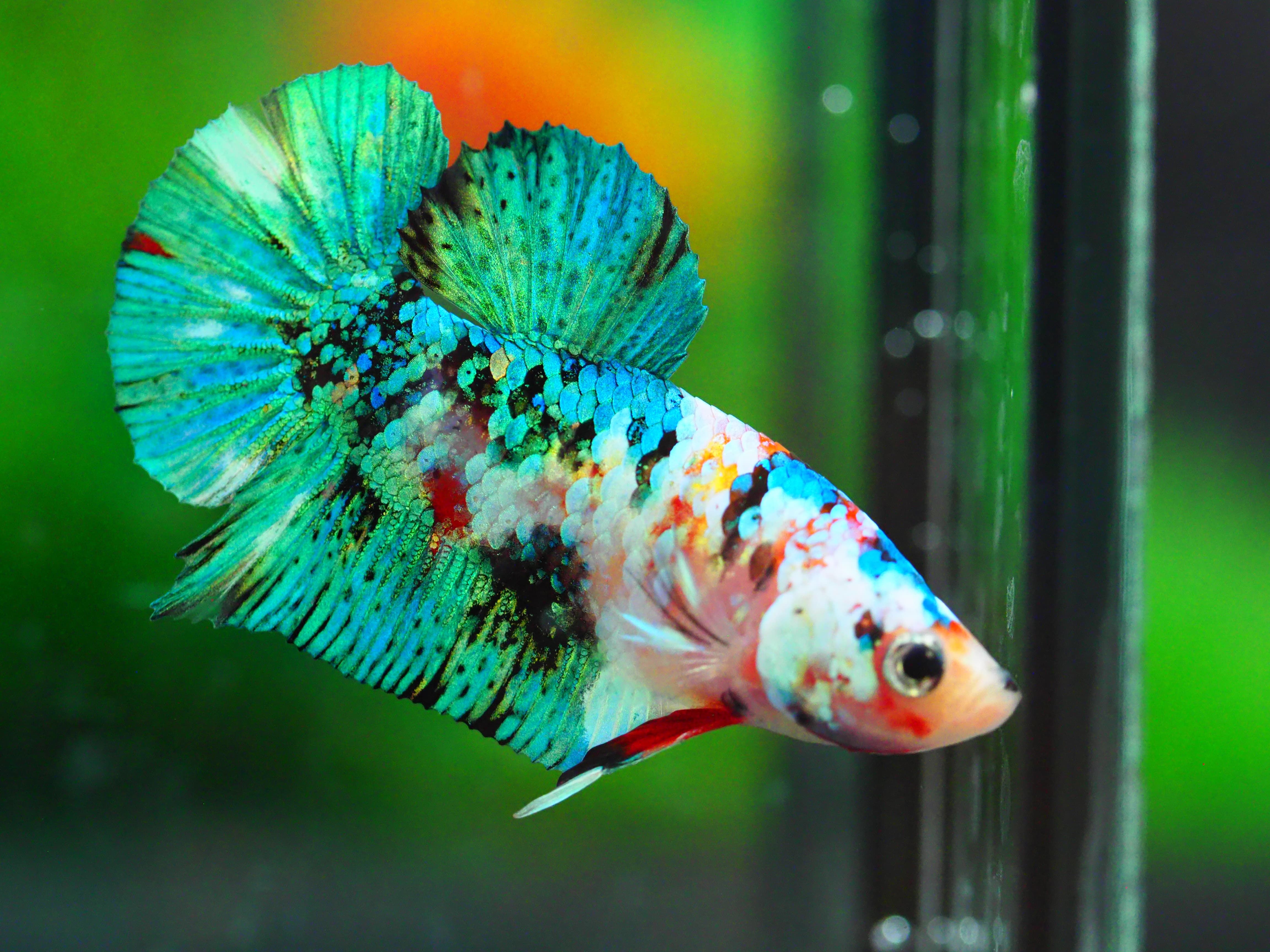 HMPK KOI GALAXY MALE GRADE A +++