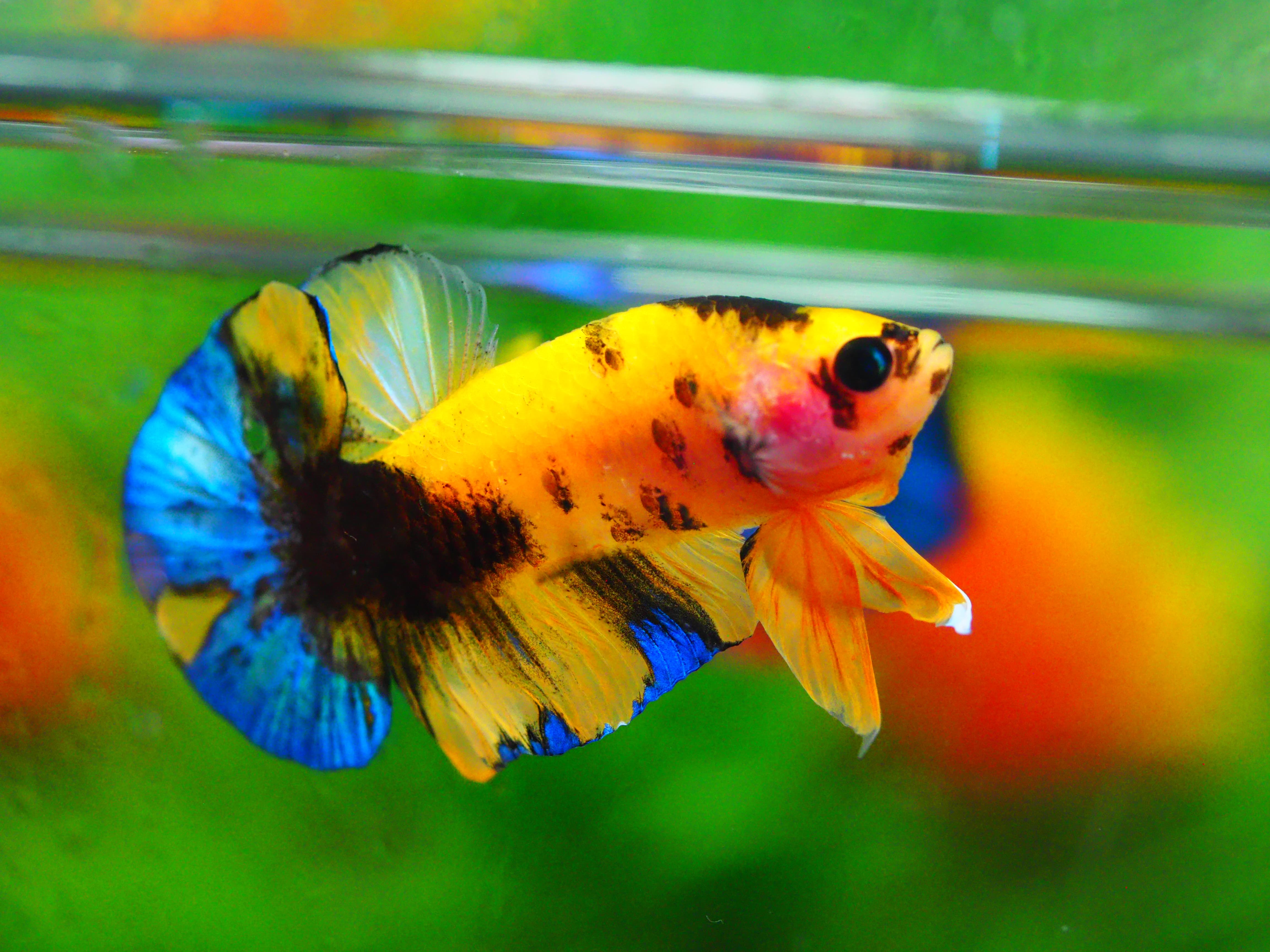 HMPK KOI GALAXY MALE GRADE A +++