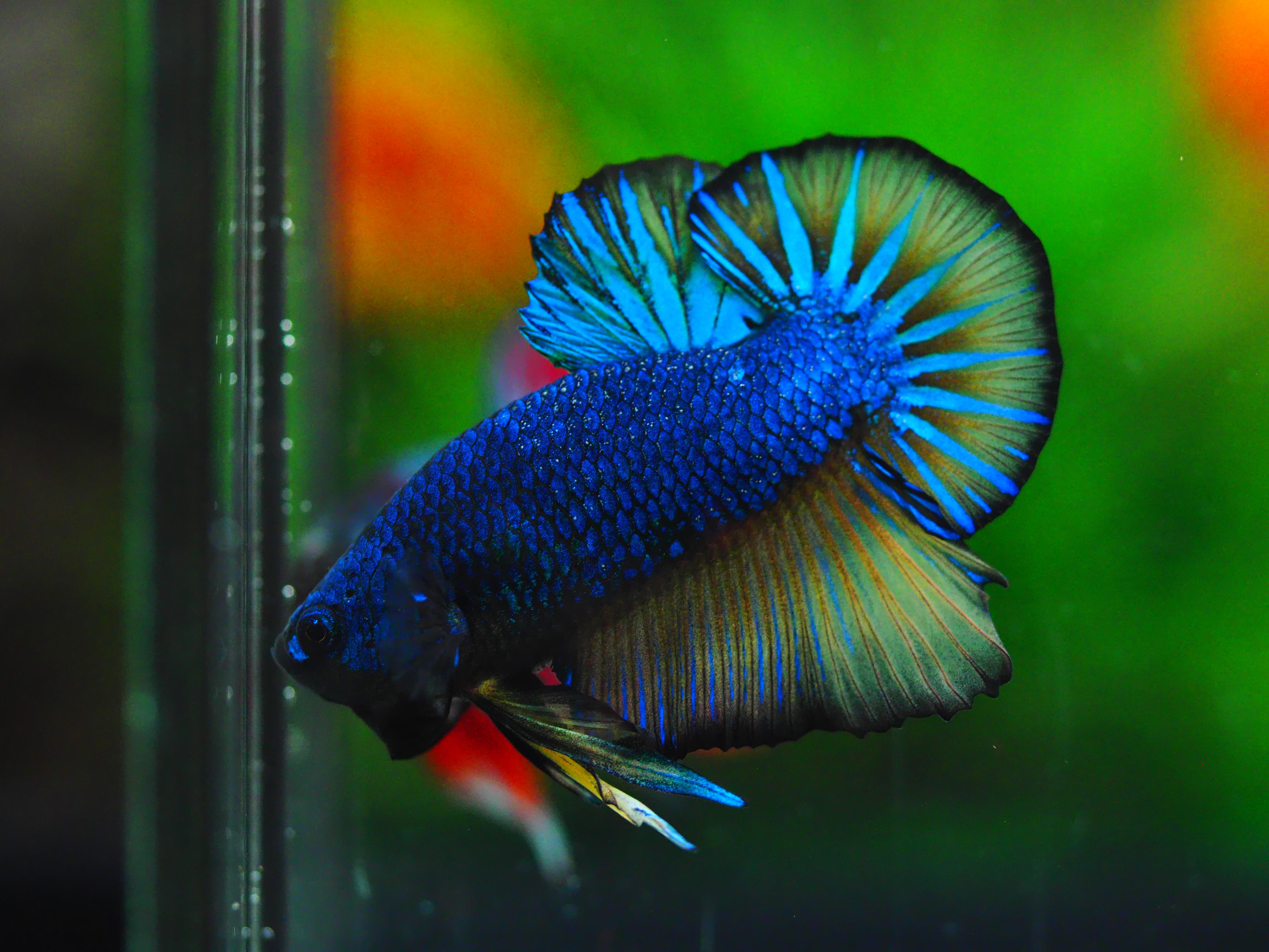 HMPK FANCY MALE GRADE A +++