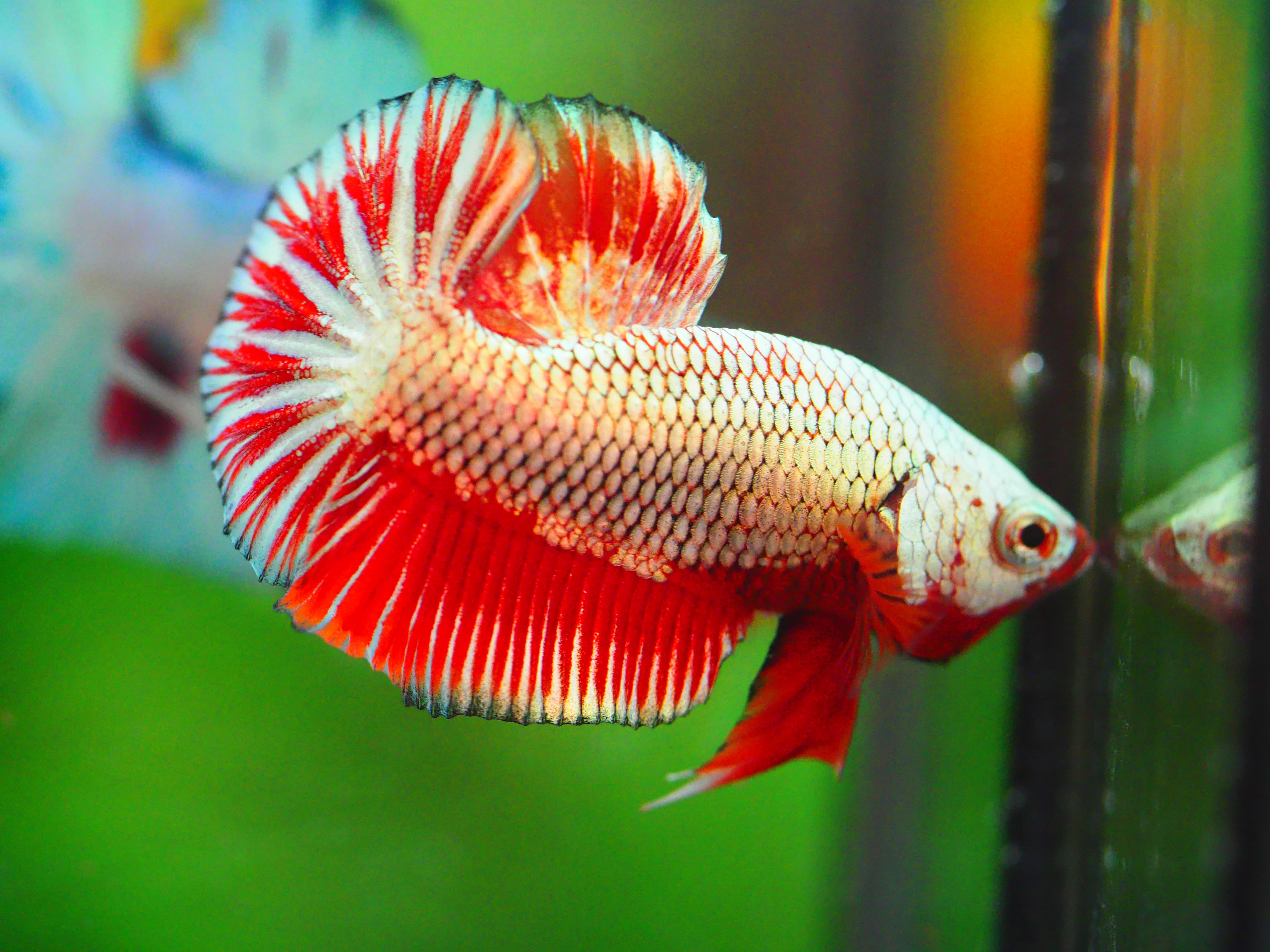 HMPK COPPER RED MALE GRADE A +++
