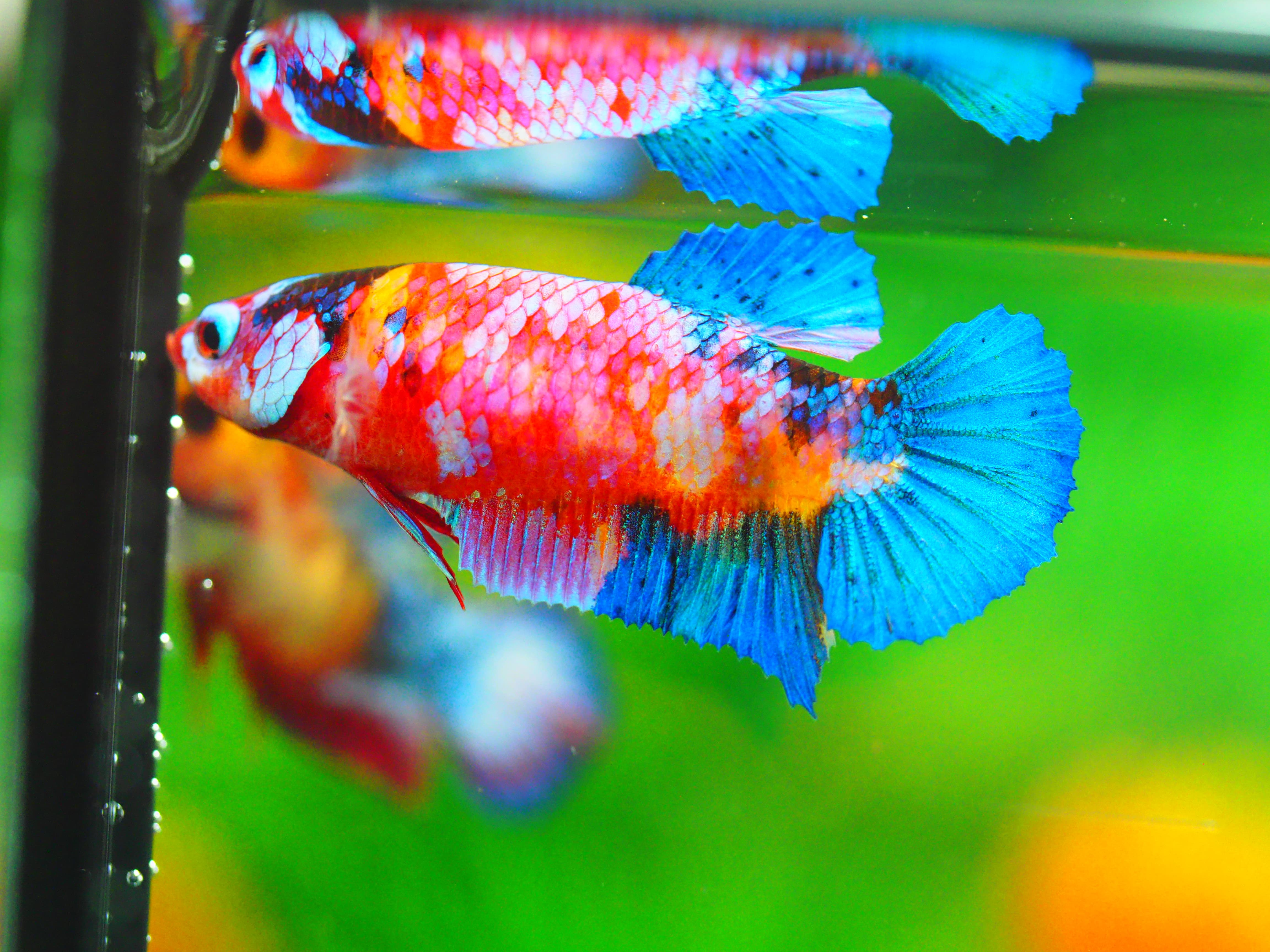 HMPK KOI GALAXY FEMALE GRADE A +++
