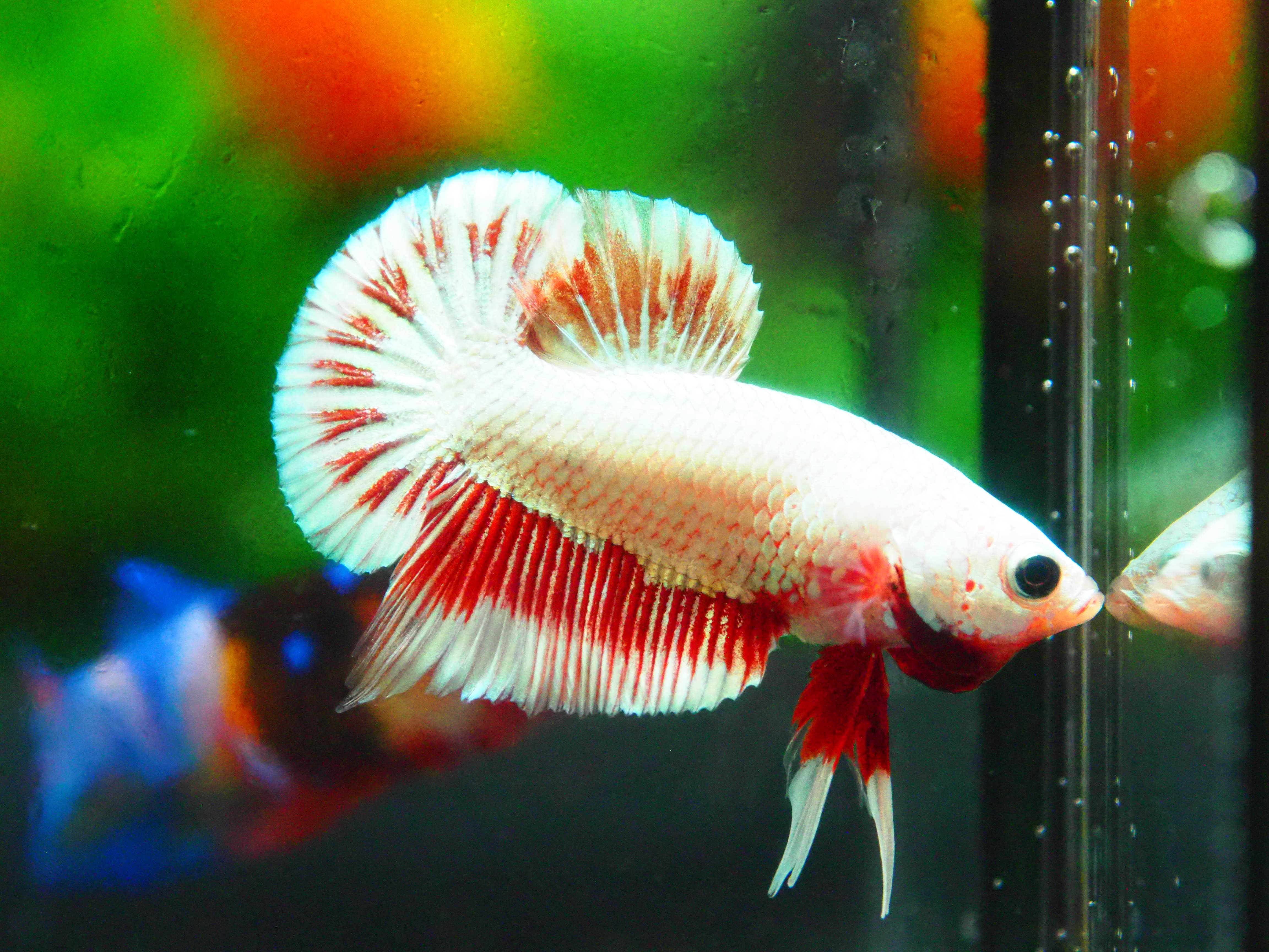 HMPK COPPER FANCY MALE GRADE A +++