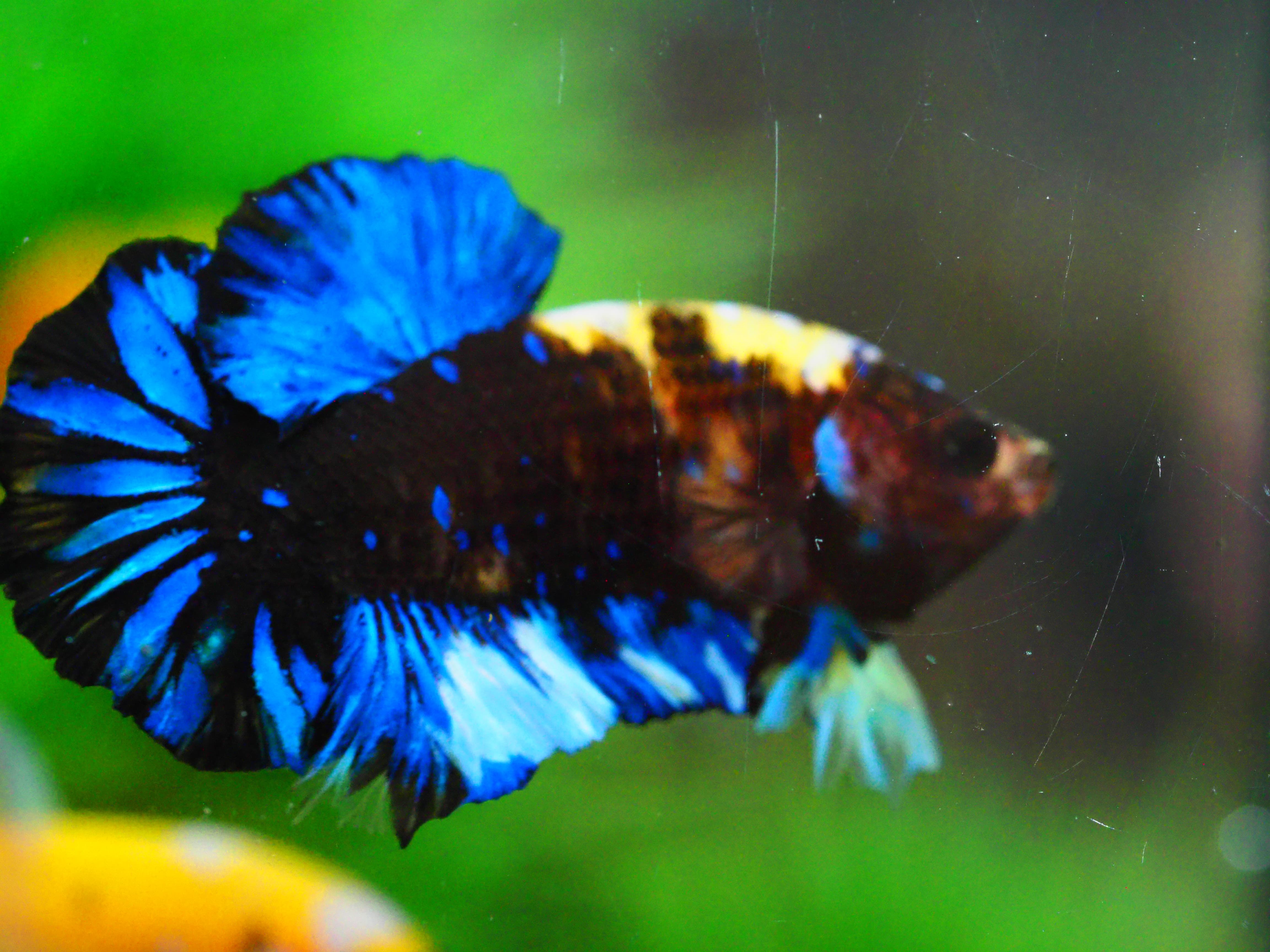 HMPK KOI GALAXY MALE GRADE A +++