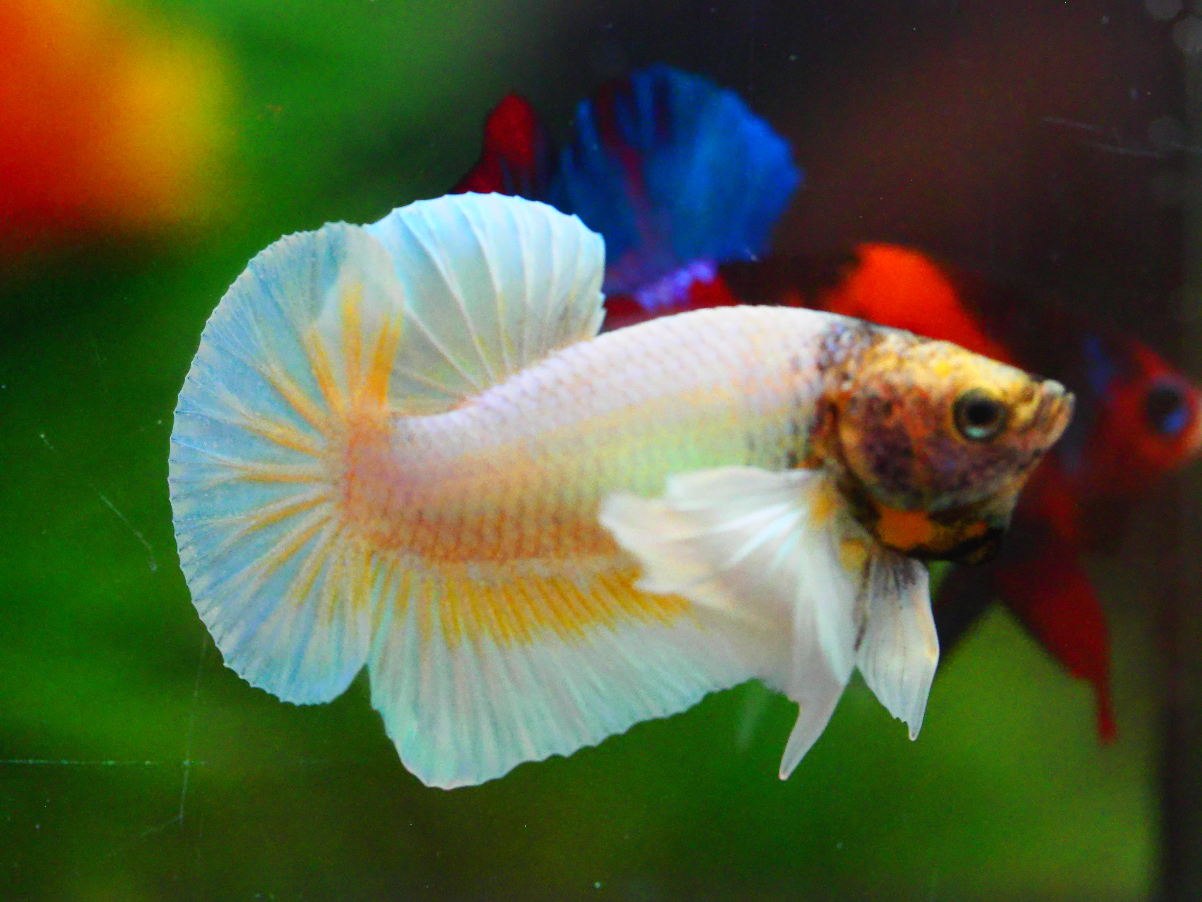 HMPK DUMBO MALE GRADE A +++