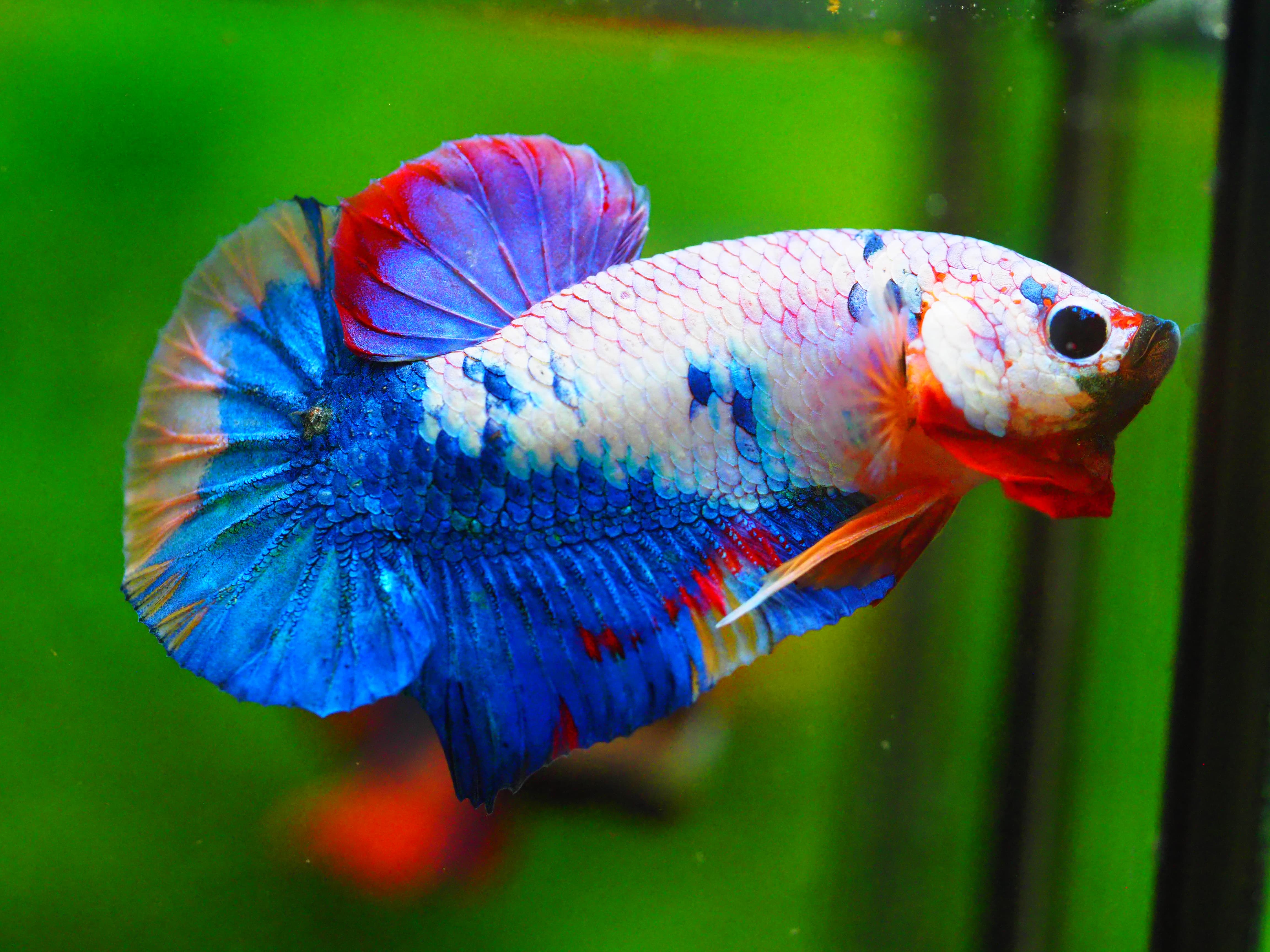 HMPK KOI FANCY MALE GRADE A +++