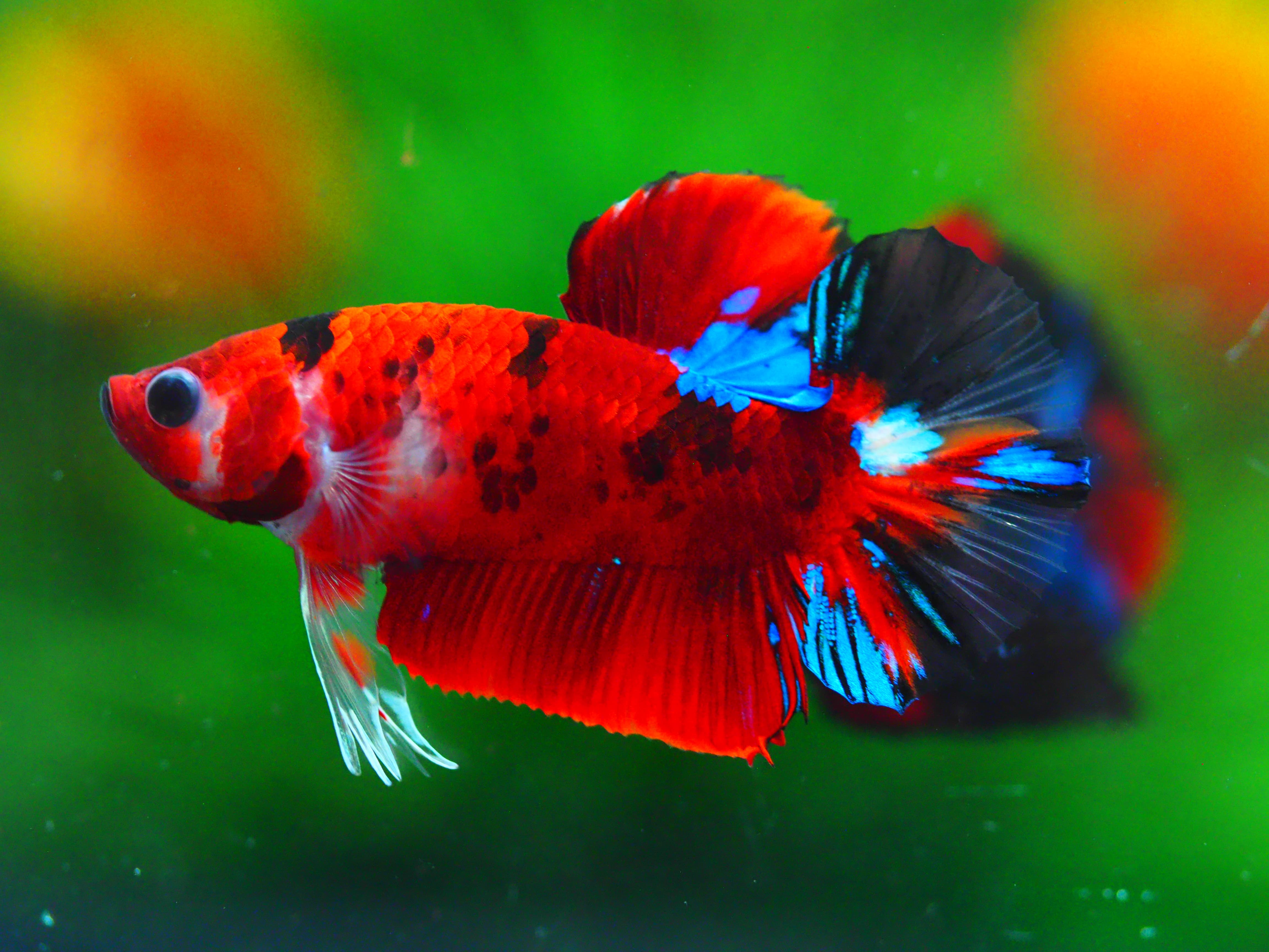 HMPK KOI GALAXY MALE GRADE A +++