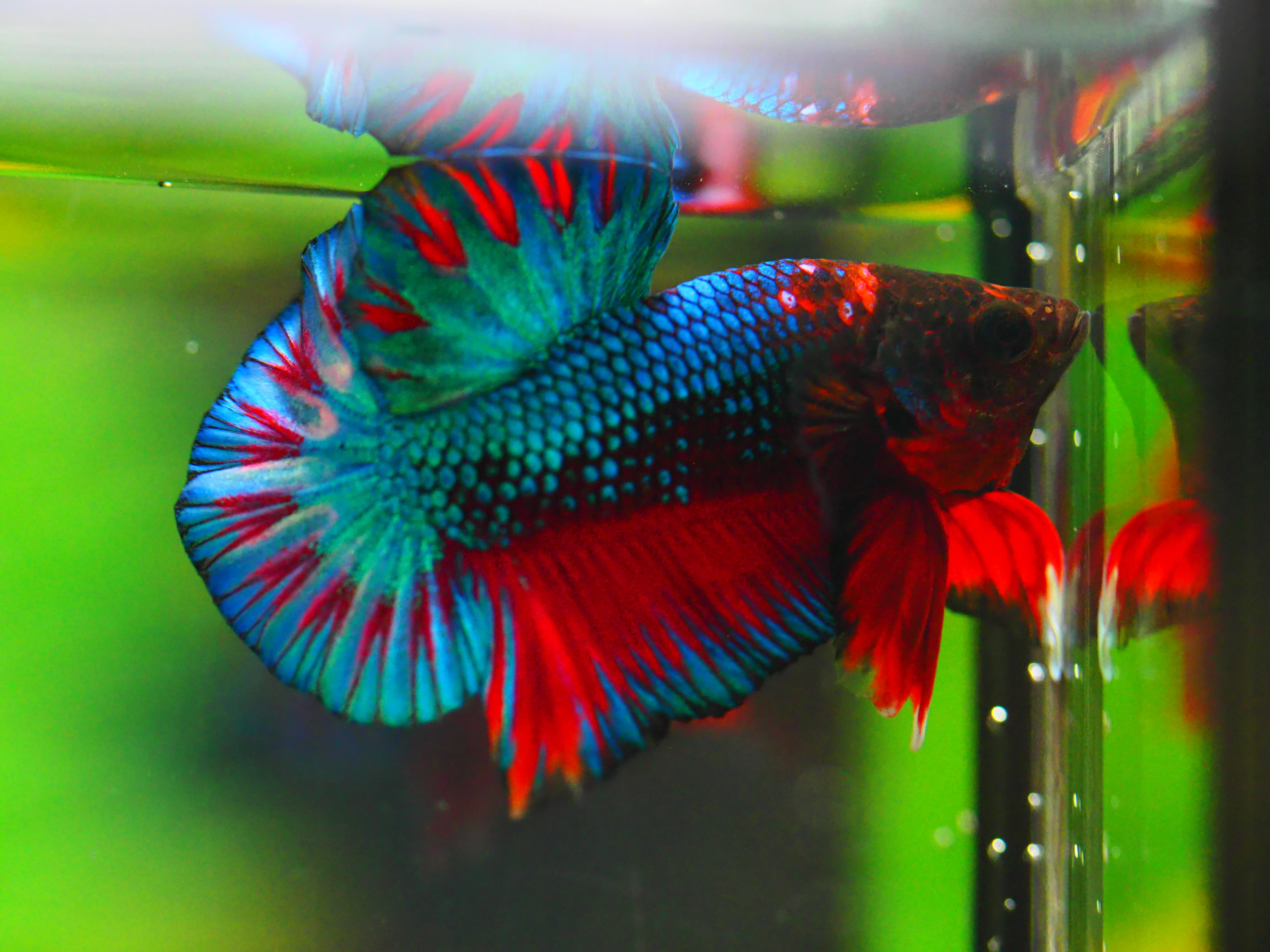 HMPK FANCY MALE GRADE A +++