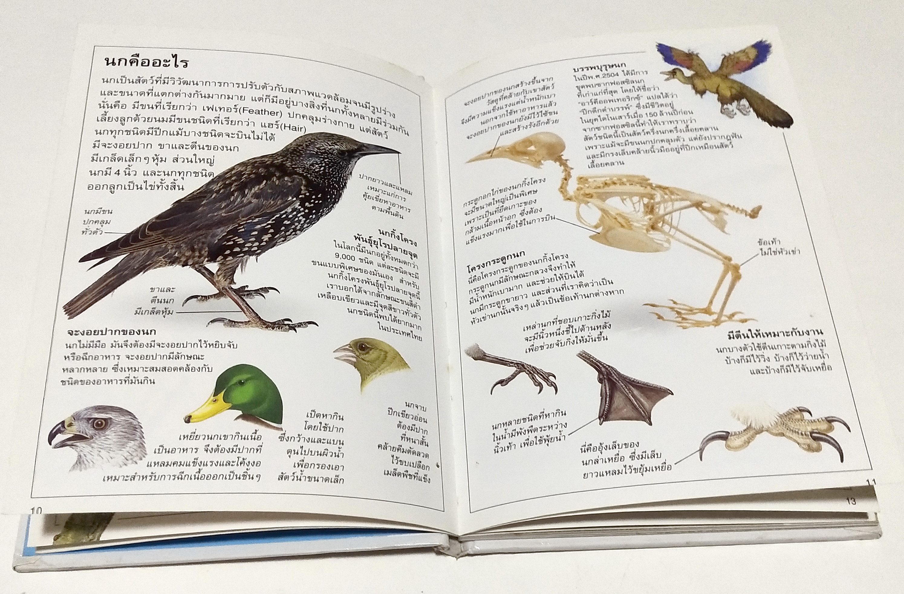 หนังสือภาพสีสวย กระดาษมัน ปกแข็ง "นก A DORING KINDERSLEY BOOK " สำรวจและเรียนรู้โลกน่ารักน่าพิศวงของนก แปลโดย นพ.รังสฤษฏิ์ กาญจนวณิชย์ พิมพ์ครั้งแรก เมษษยน 2536