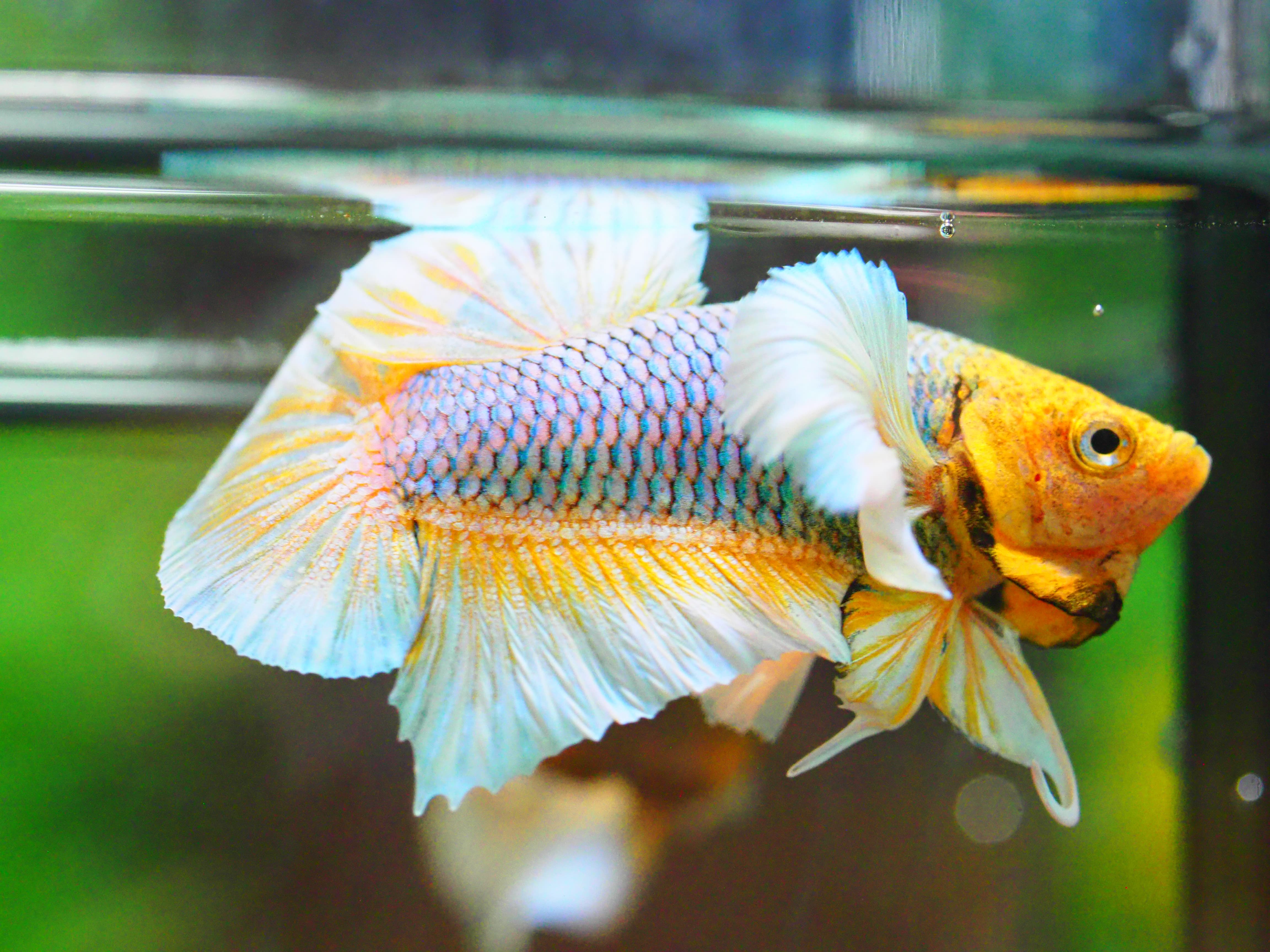 HMPK DUMBO MALE GRADE A +++