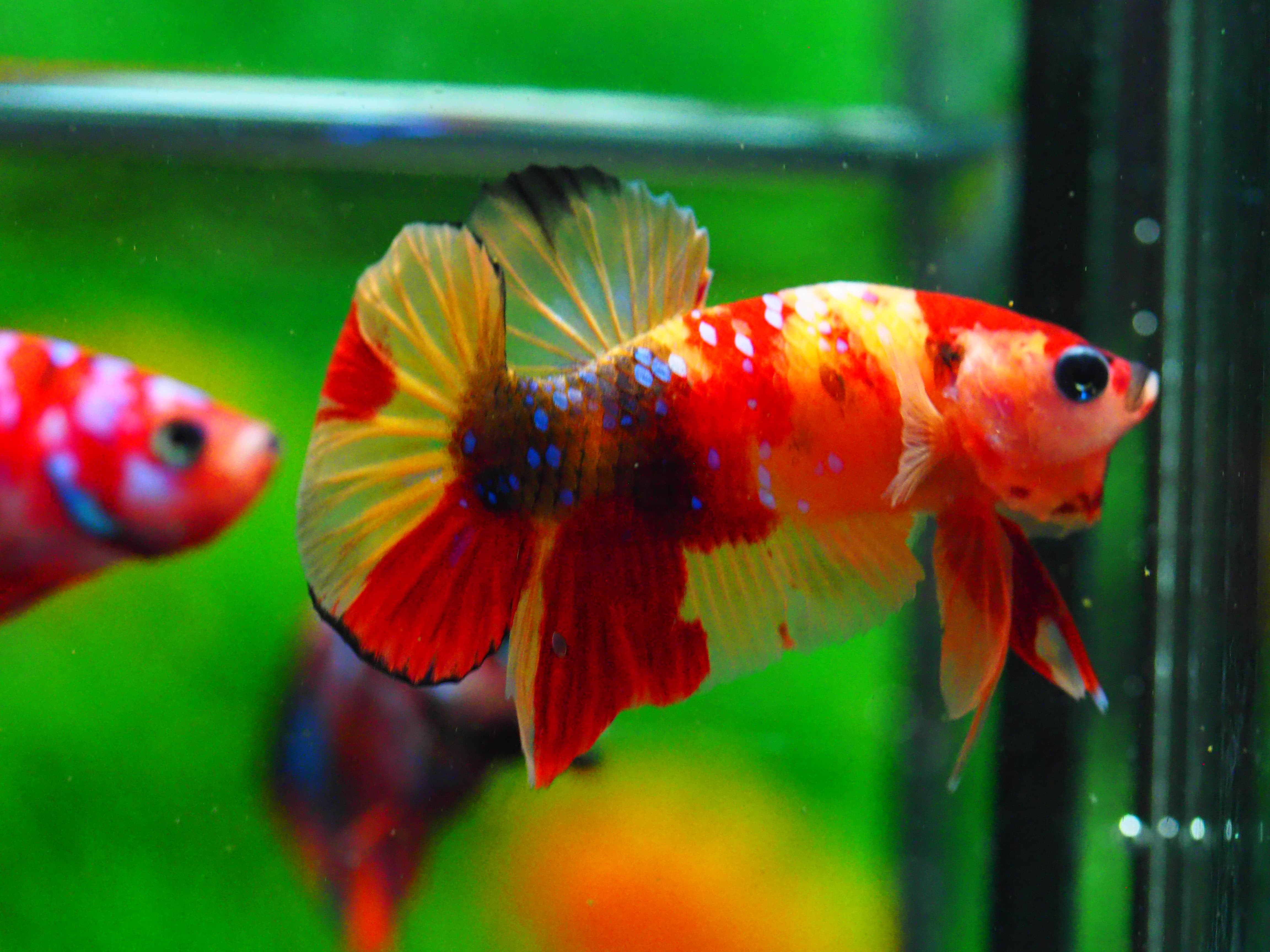 HMPK NEMO MALE GRADE A +++