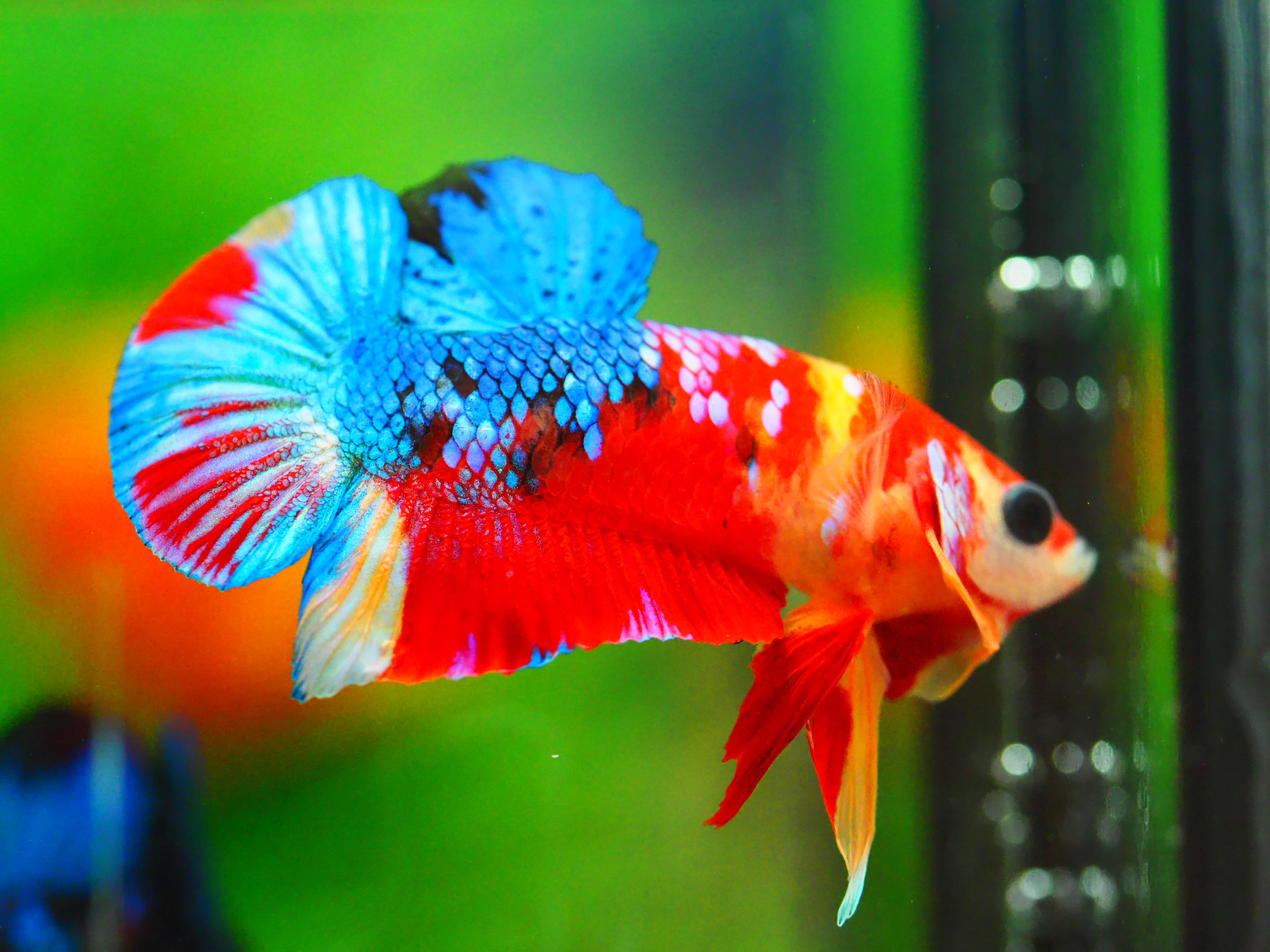 HMPK NEMO GALAXY MALE GRADE A +++