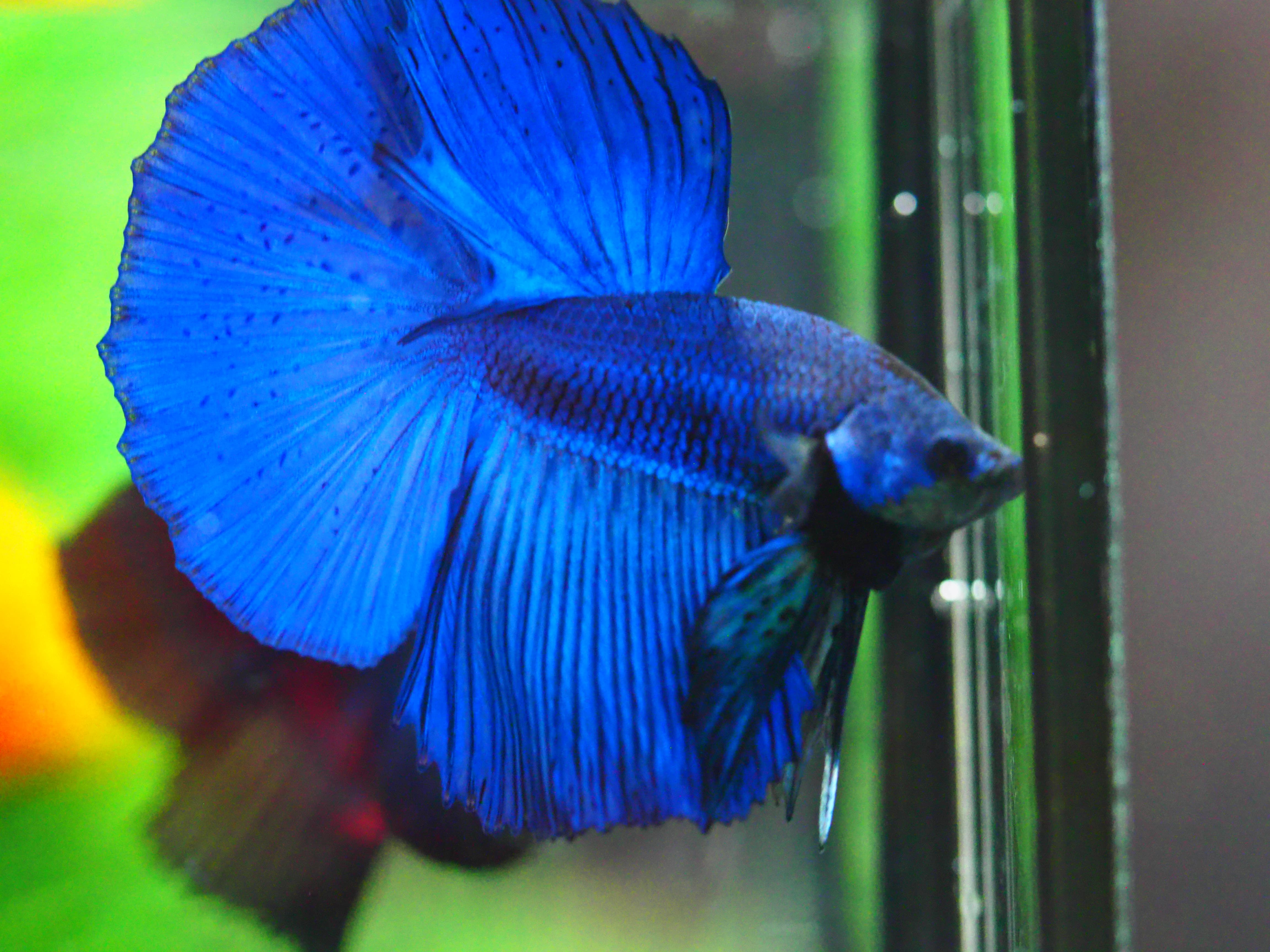 HM FANCY MALE GRADE A +++