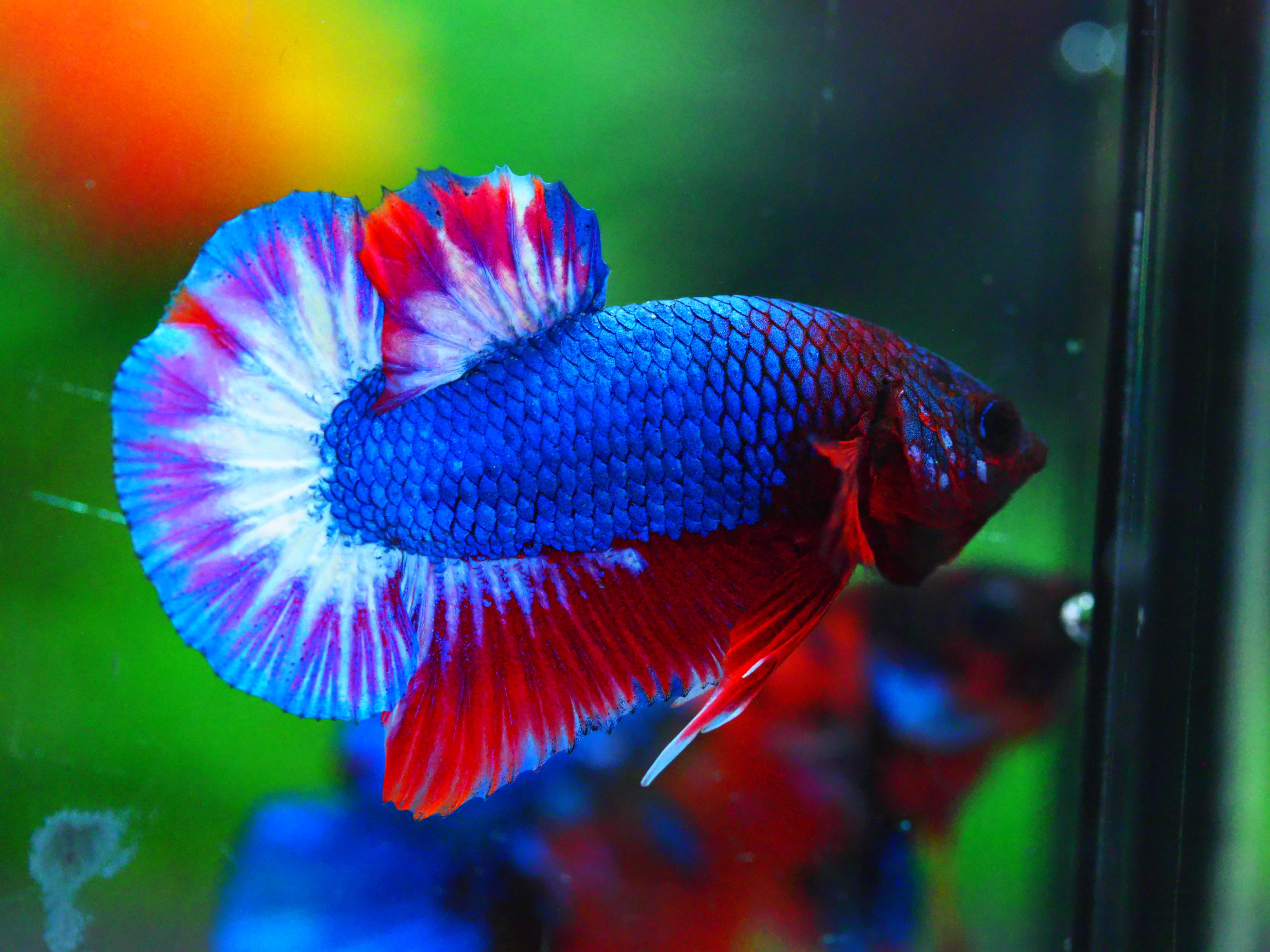 HMPK THAILAND MALE GRADE A +++