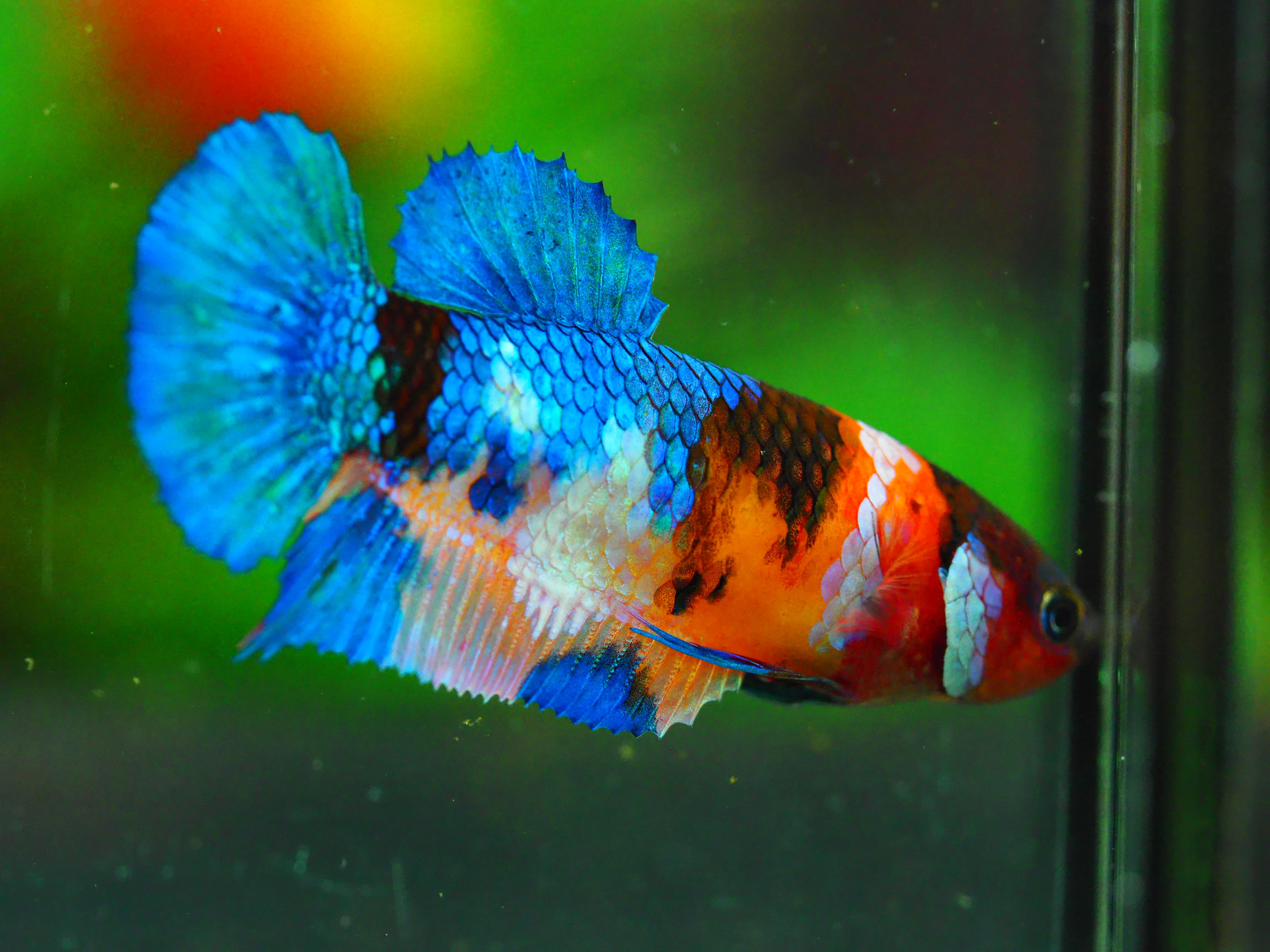 HMPK NEMO GALAXY FNMALE GRADE A +++