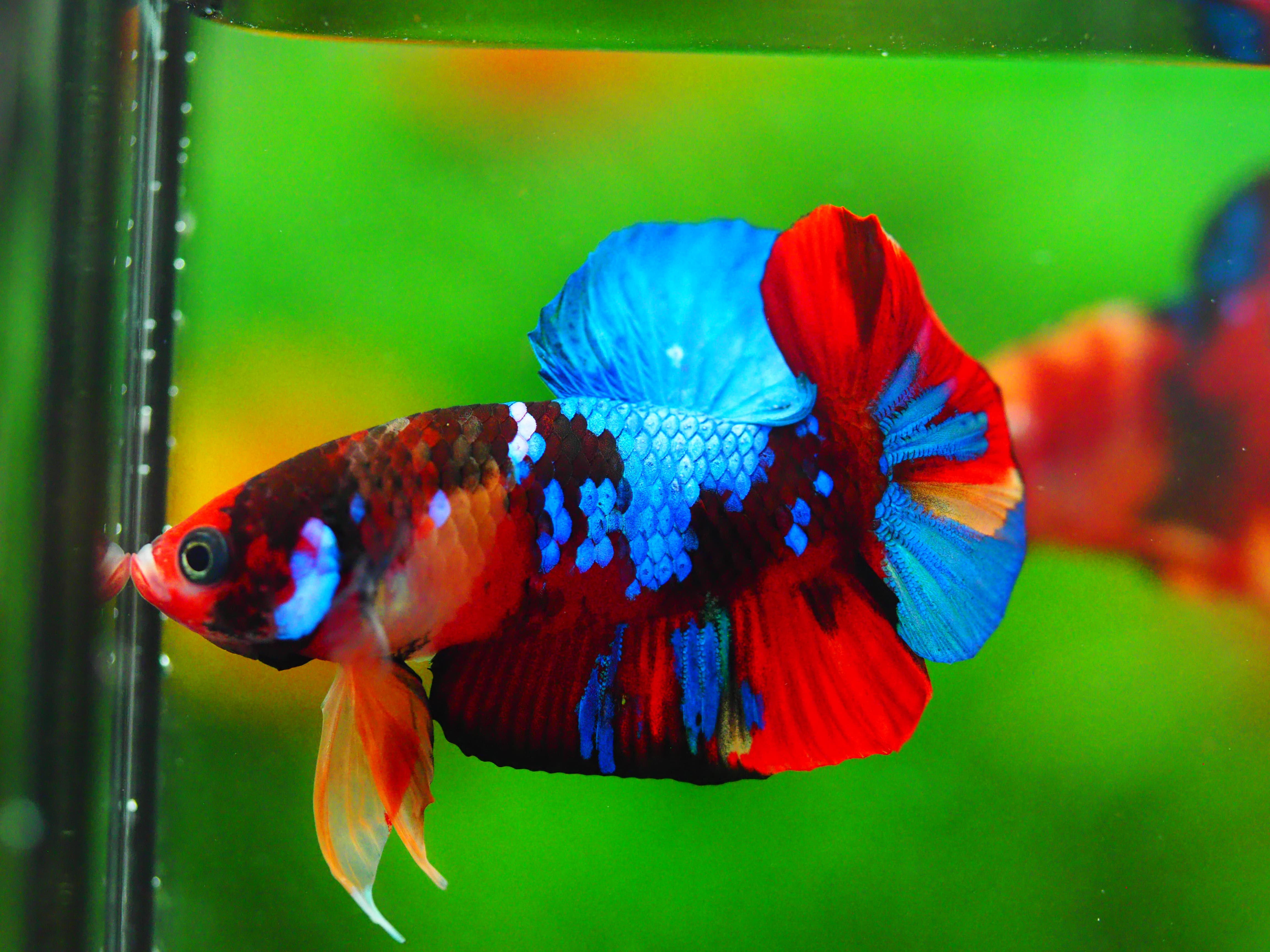 HMPK KOI GALAXY MALE GRADE A +++