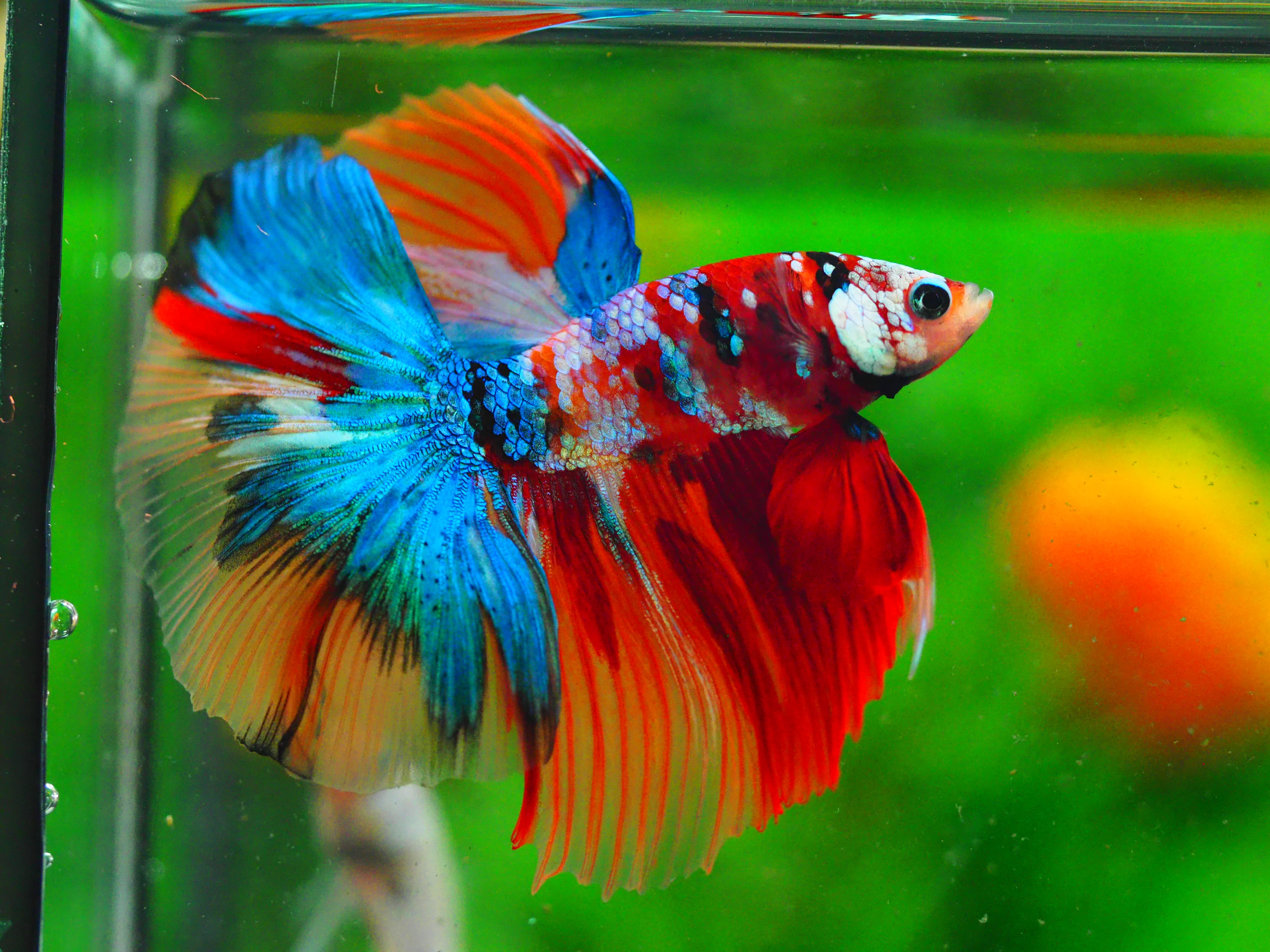 HM KOI GALAXY MALE GRADE A++