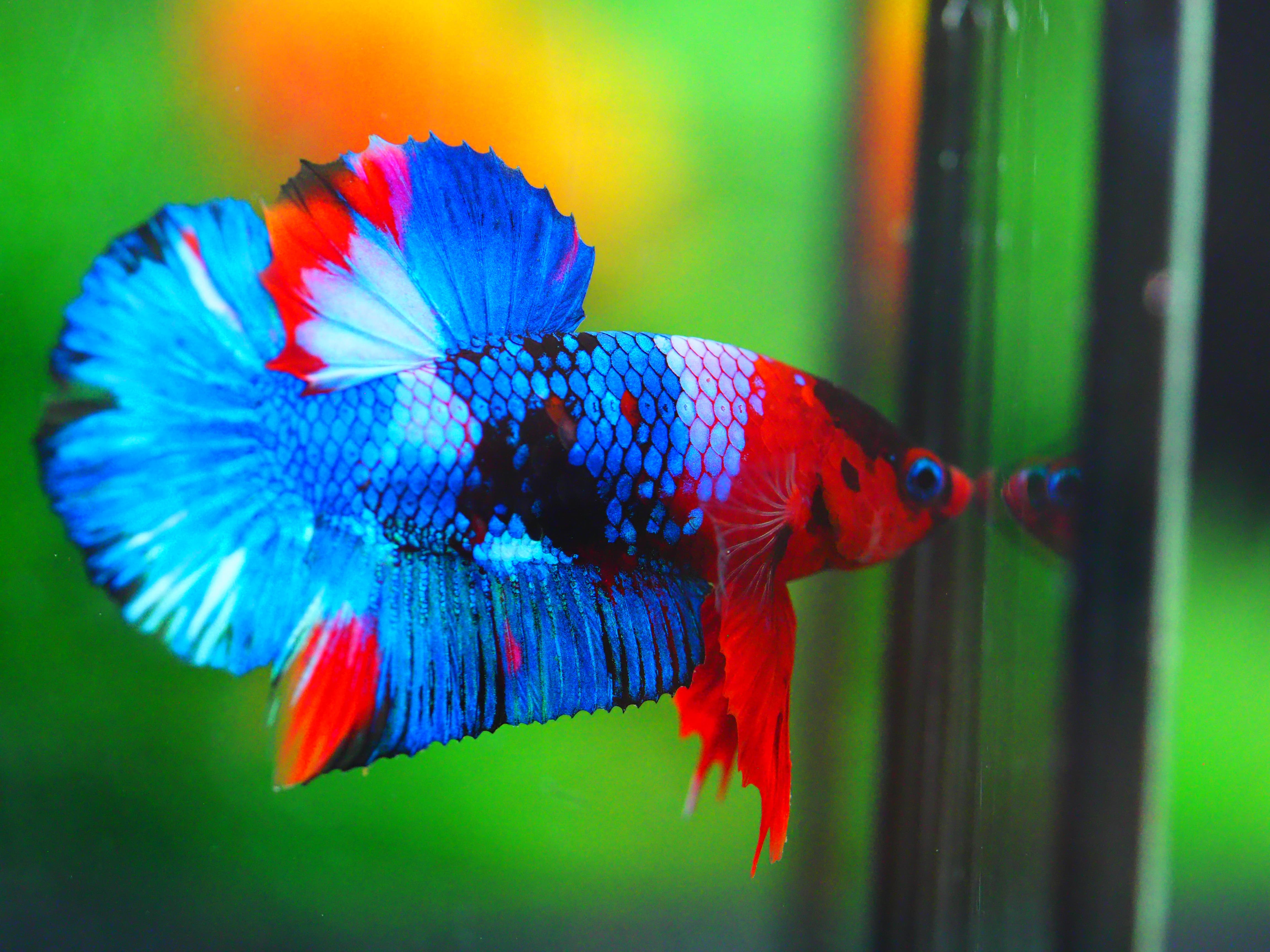 HMPK KOI GALAXY MALE GRADE A +++