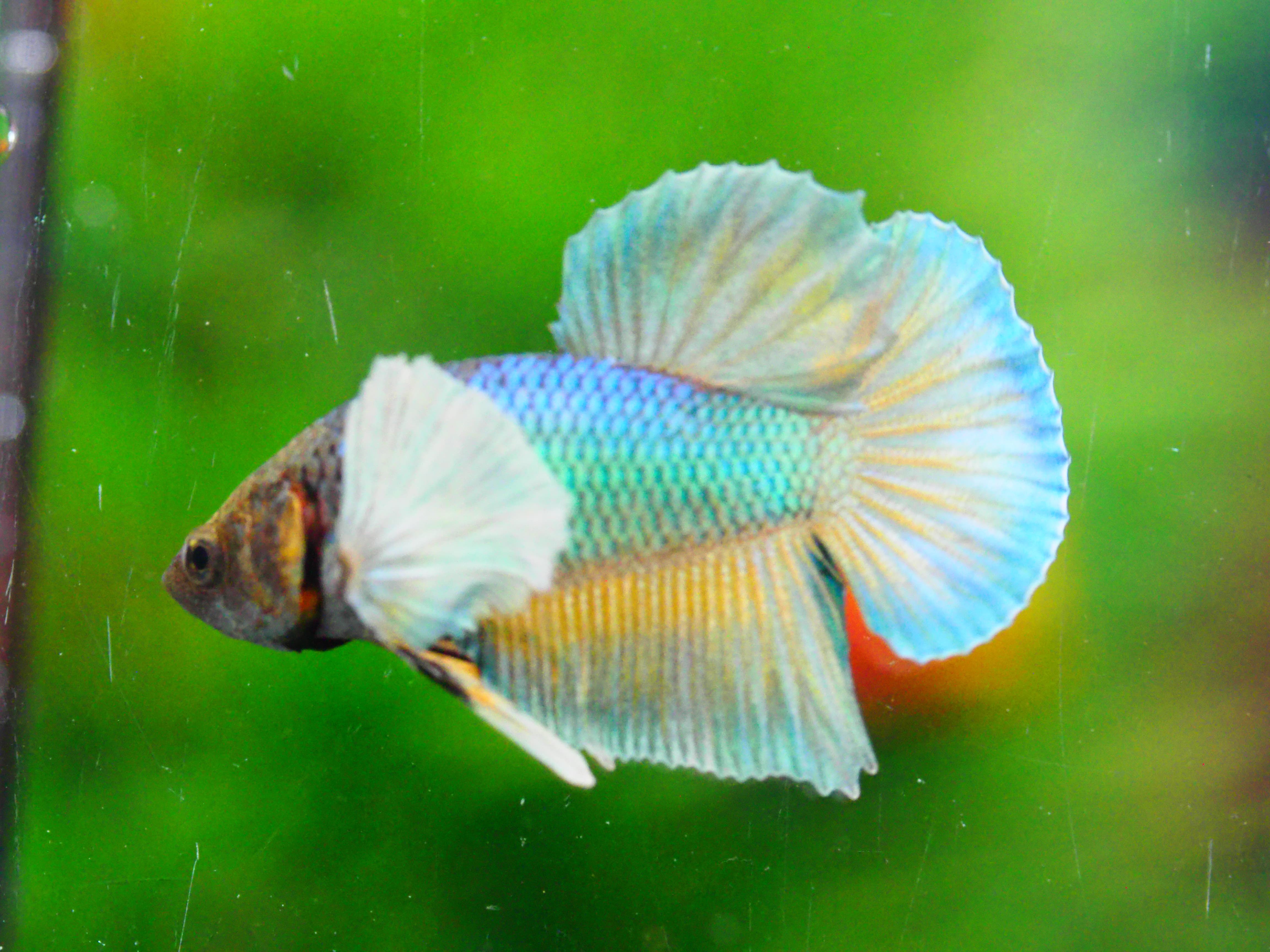 HMPK DUMBO MALE GRADE A +++