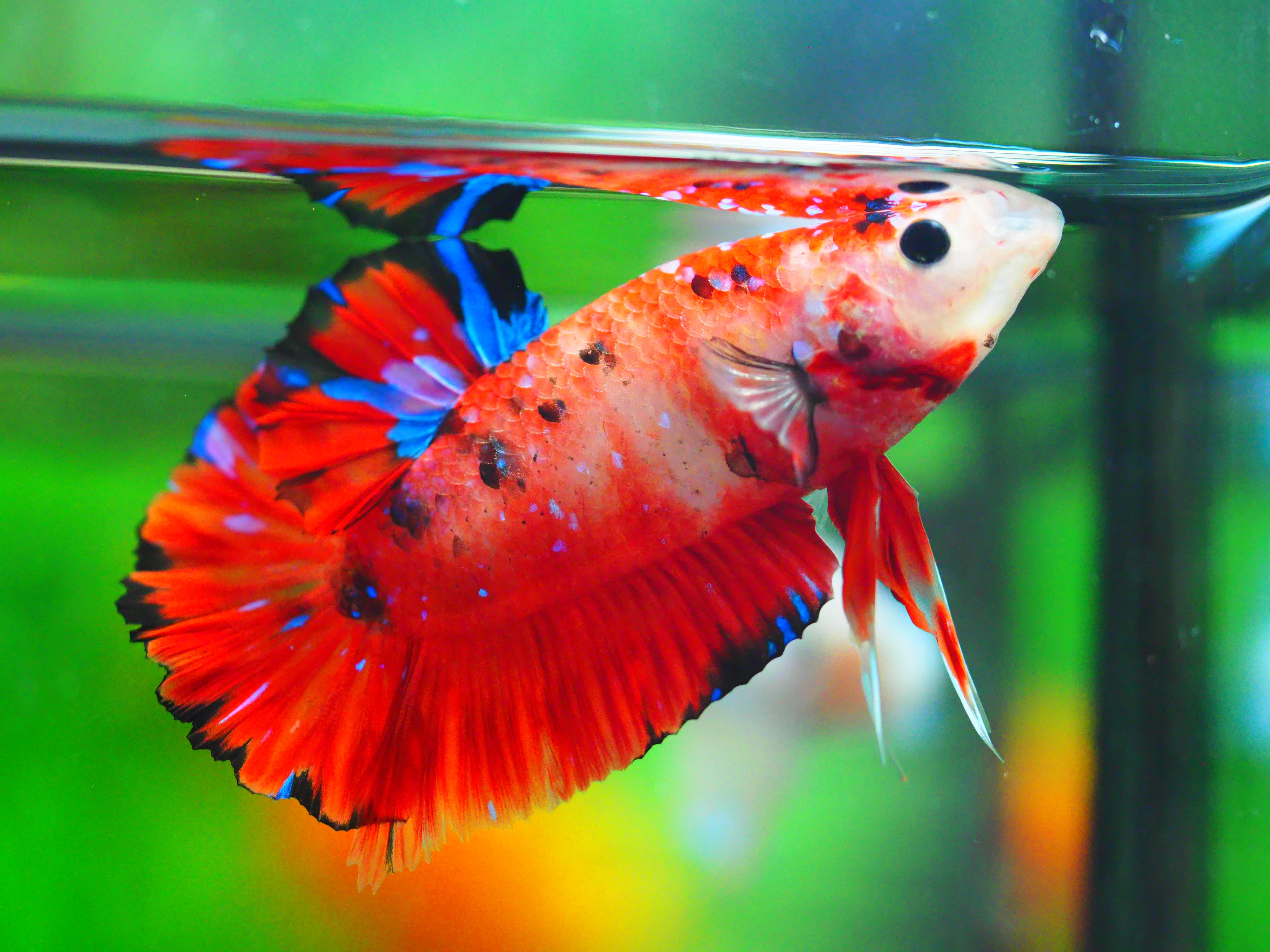 HMPK KOI GALAXY MALE GRADE A +++