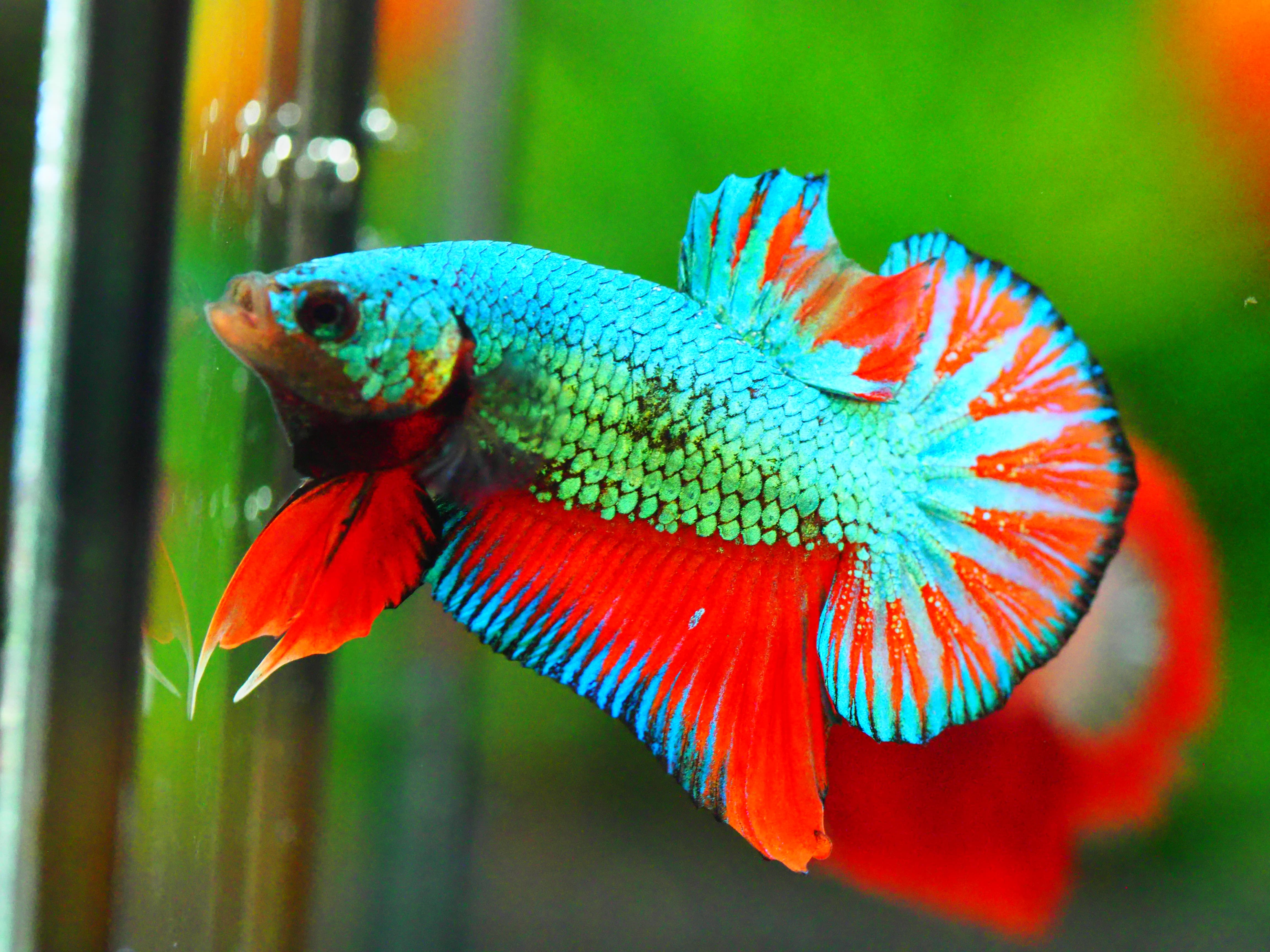 HMPK FANCY MALE GRADE A +++