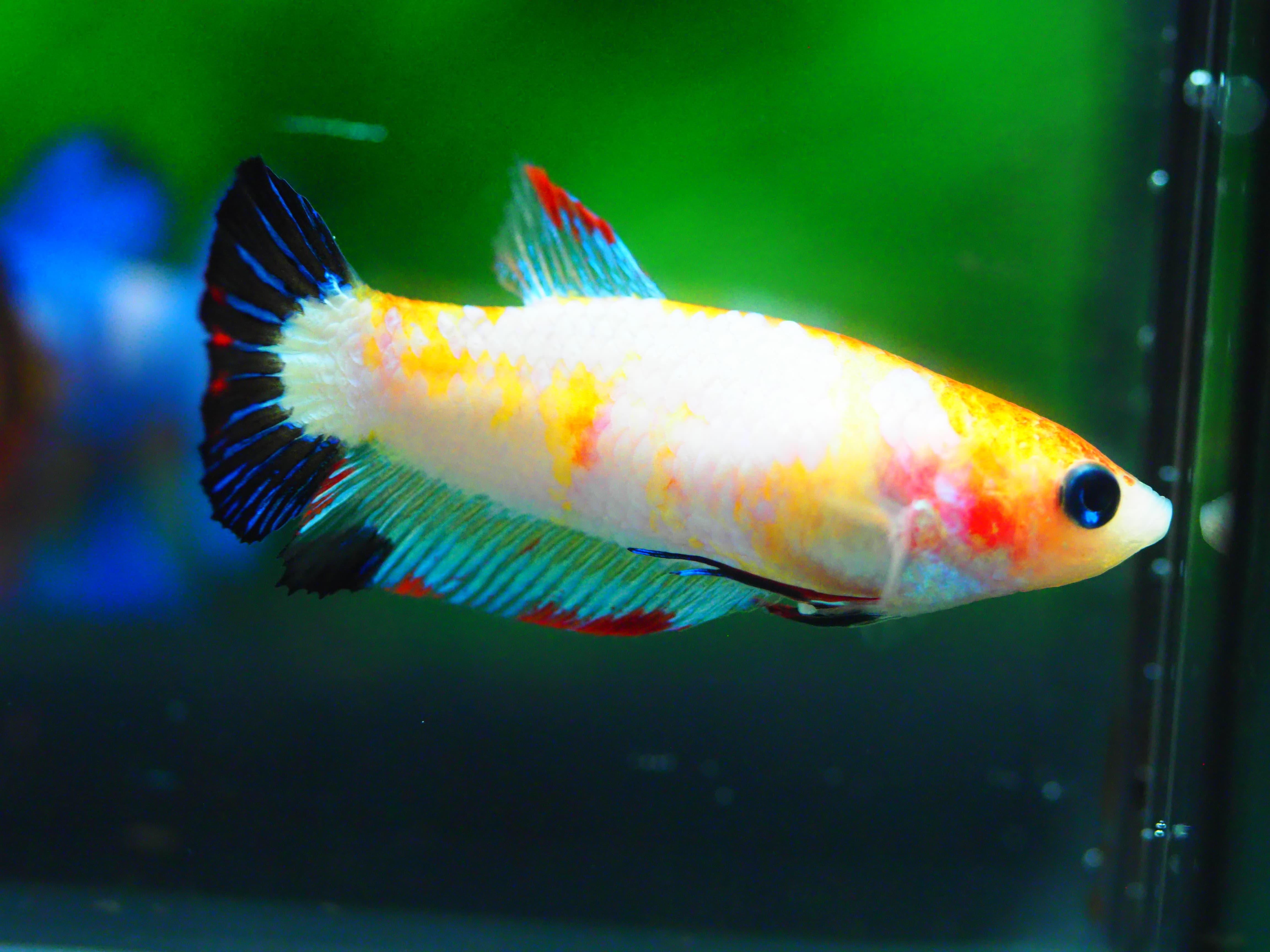 HMPK KOI FANCY FN MALE GRADE A +++