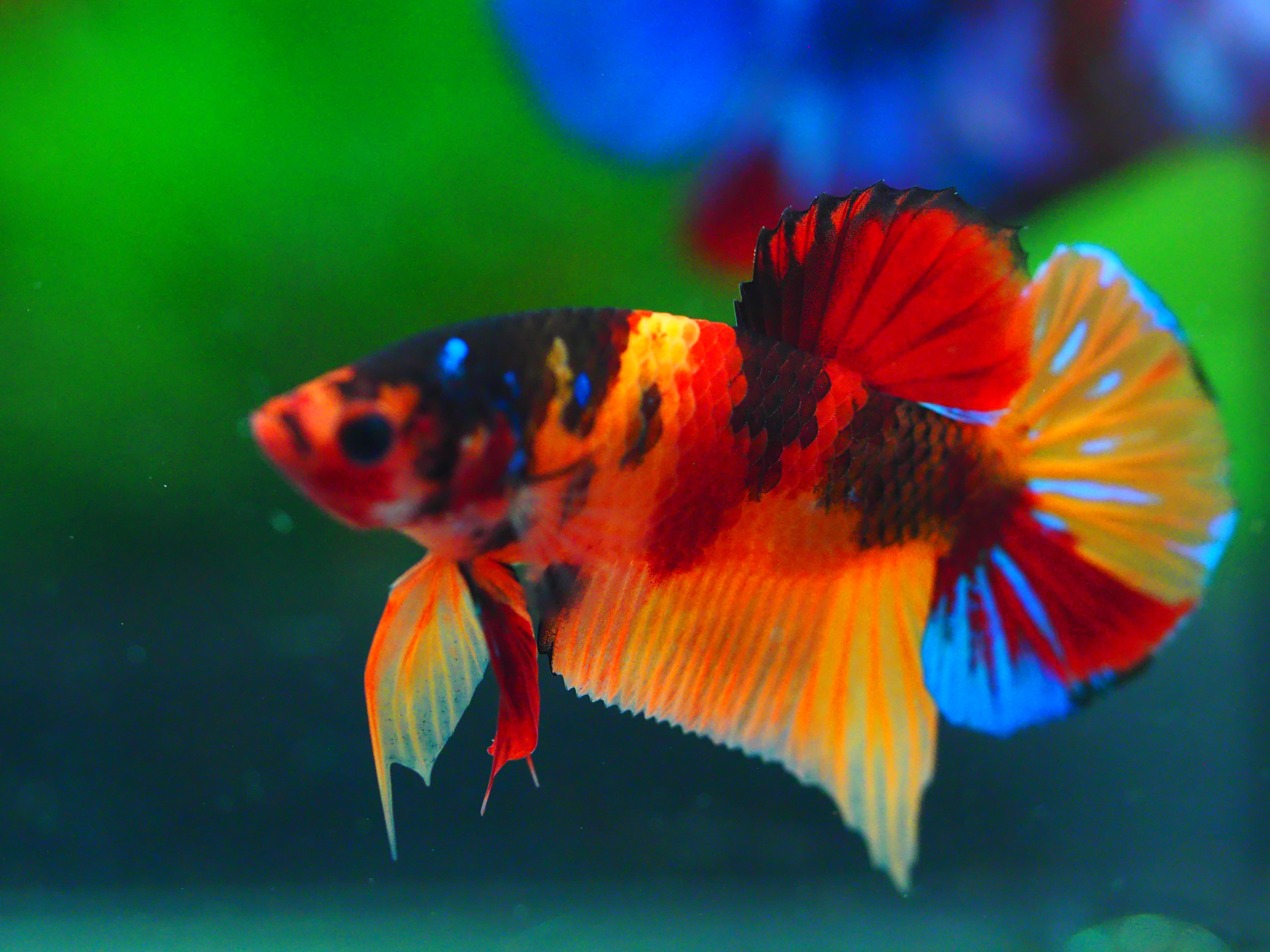 HMPK NEMO GALAXY MALE GRADE A +++