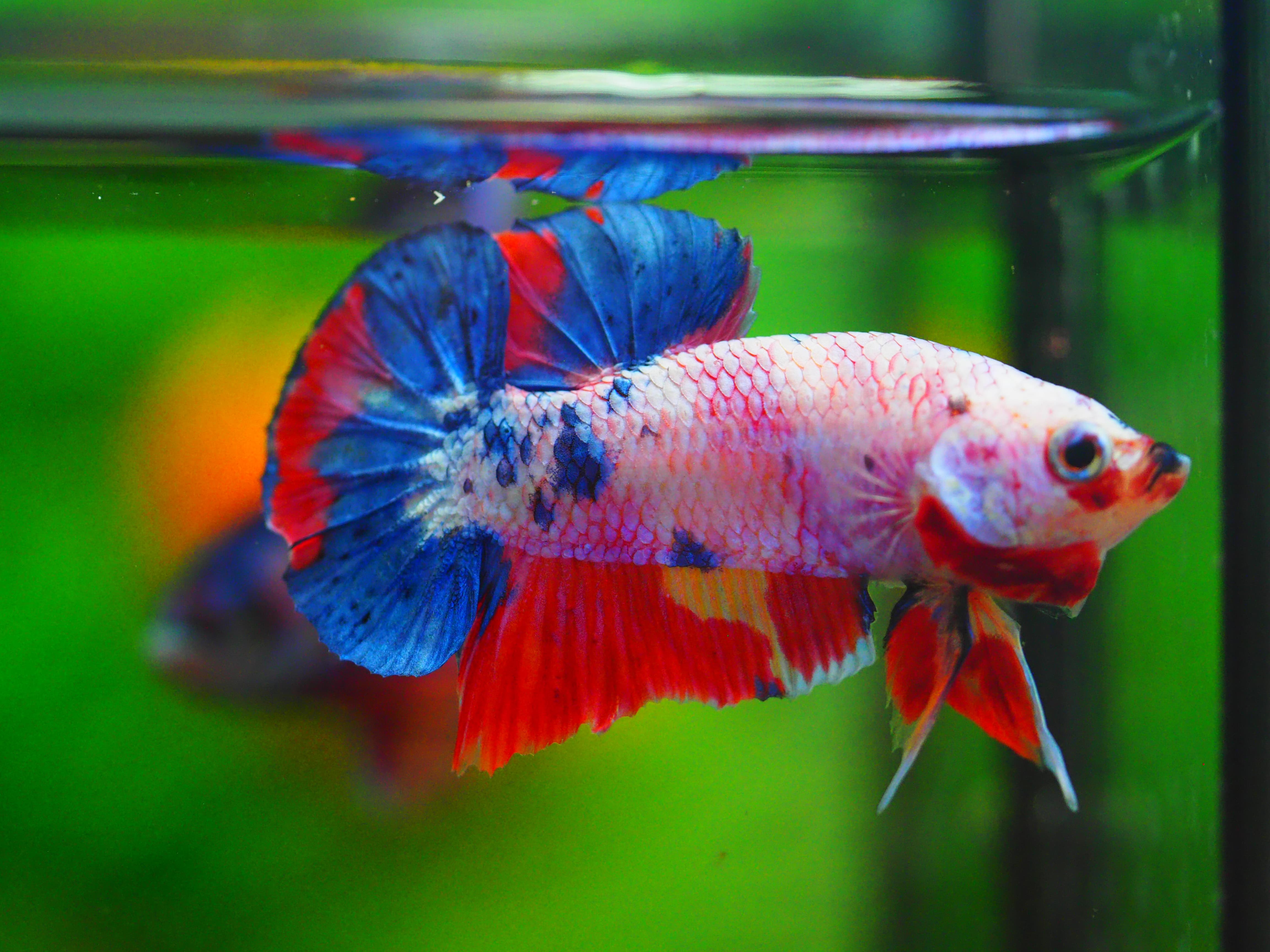 HMPK CANDY MALE GRADE A++