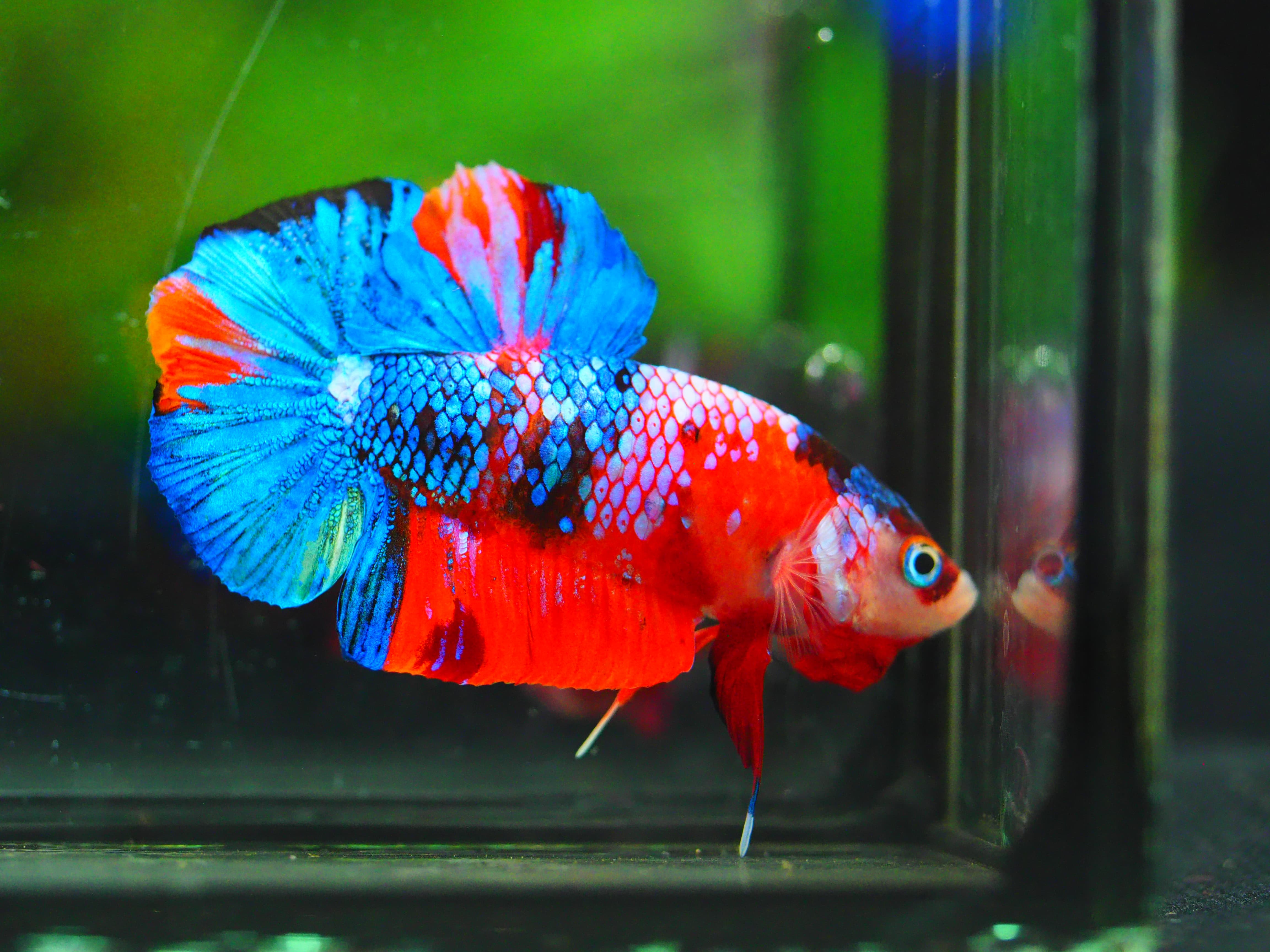 HMPK KOI GALAXY MALE GRADE A+