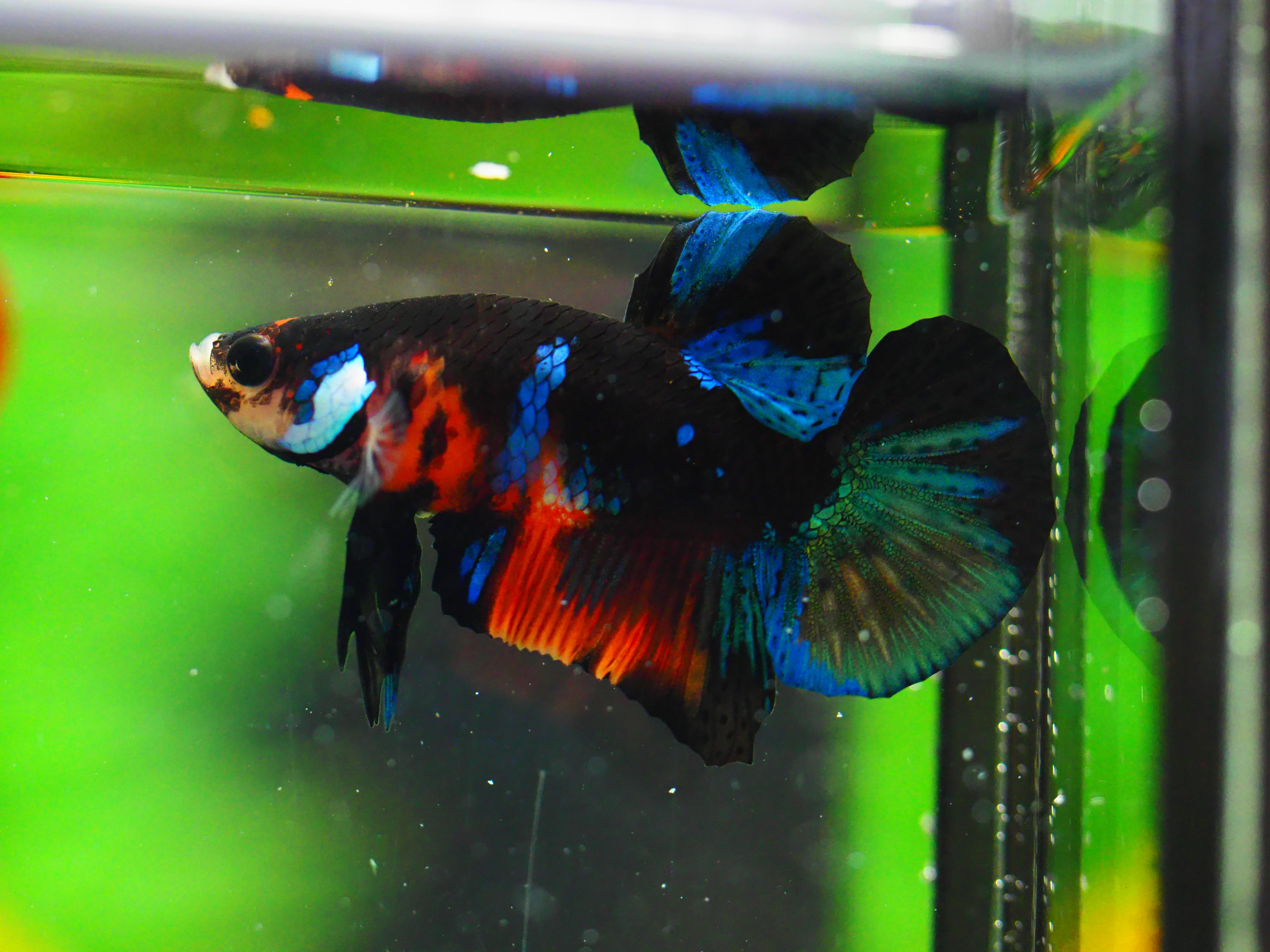 HMPK KOI GALAXY MALE GRADE A +++