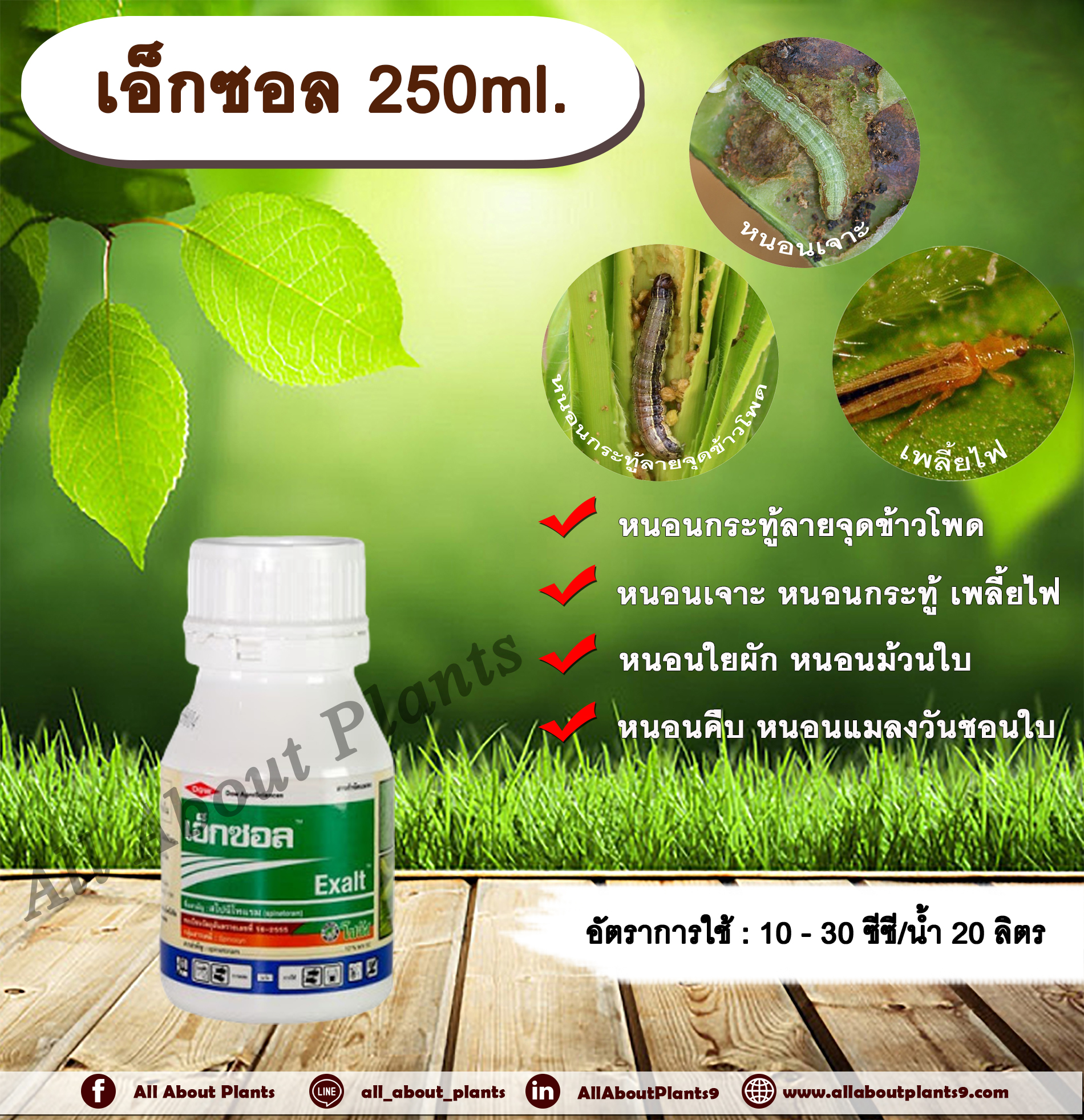 เอ็กซอล 250ml. สไปนีโทแรม สารกำจัดแมลง กำจัดเพลี้ยไฟ กำจัดหนอน หนอนกระทู้ลายจุดข้าวโพด หนอนเจาะ หนอนใยผัก หนอนคืบ allaboutplants ขวด