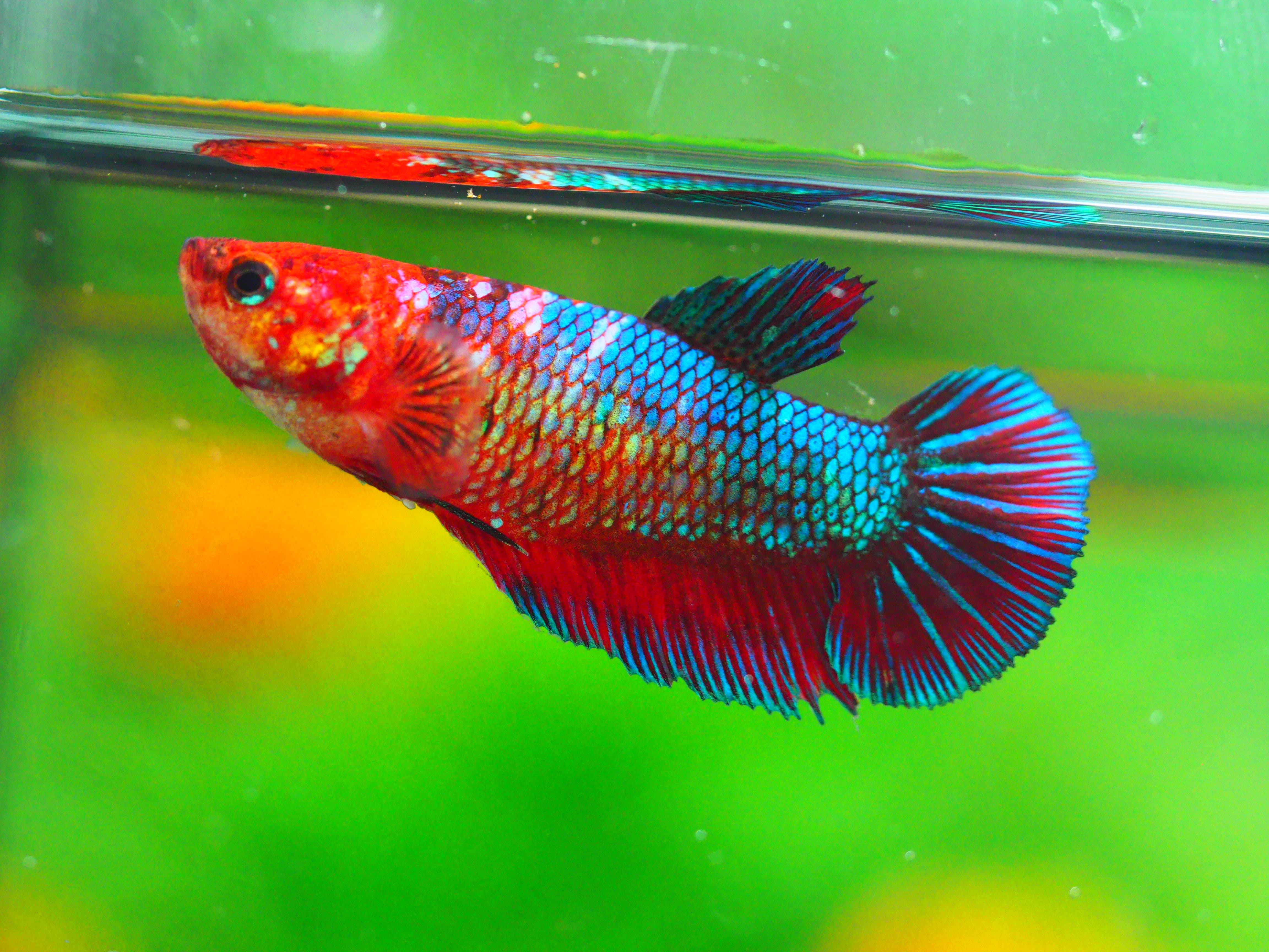 HMPK FANCY FEMALE GRADE A +++