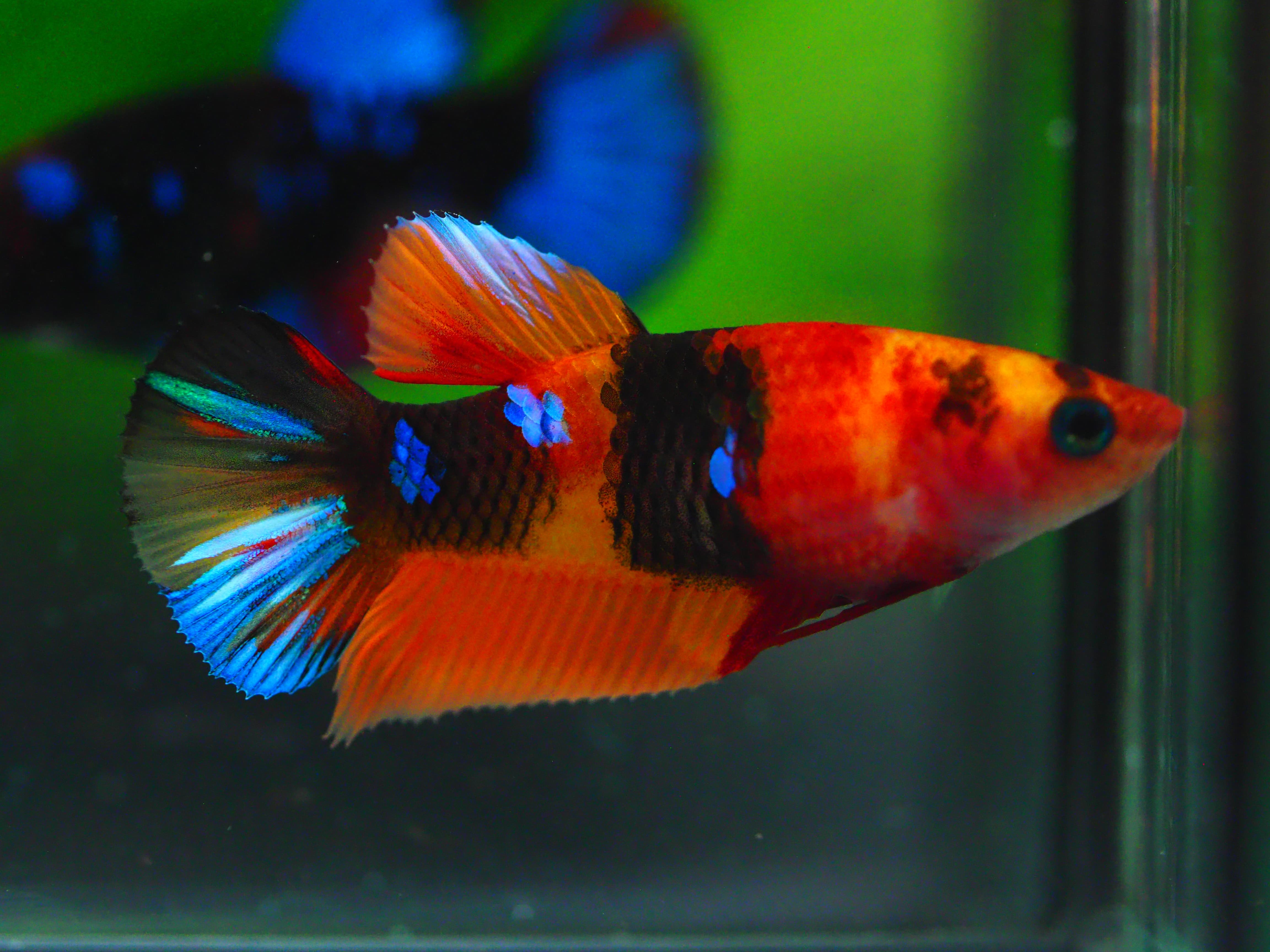 HMPK NEMO GALAXY FNMALE GRADE A +++