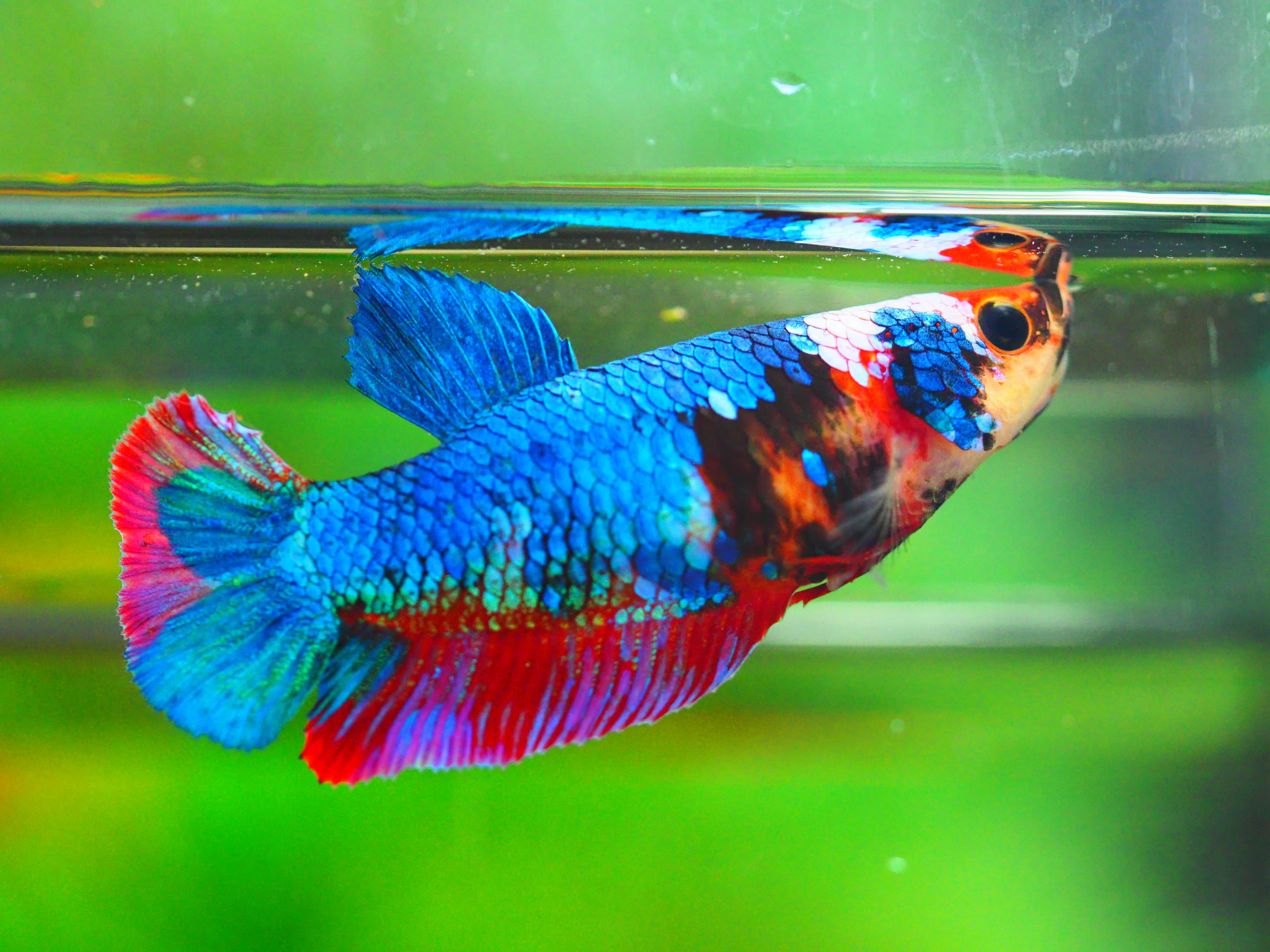 HMPK KOI GALAXY FEMALE GRADE A +++