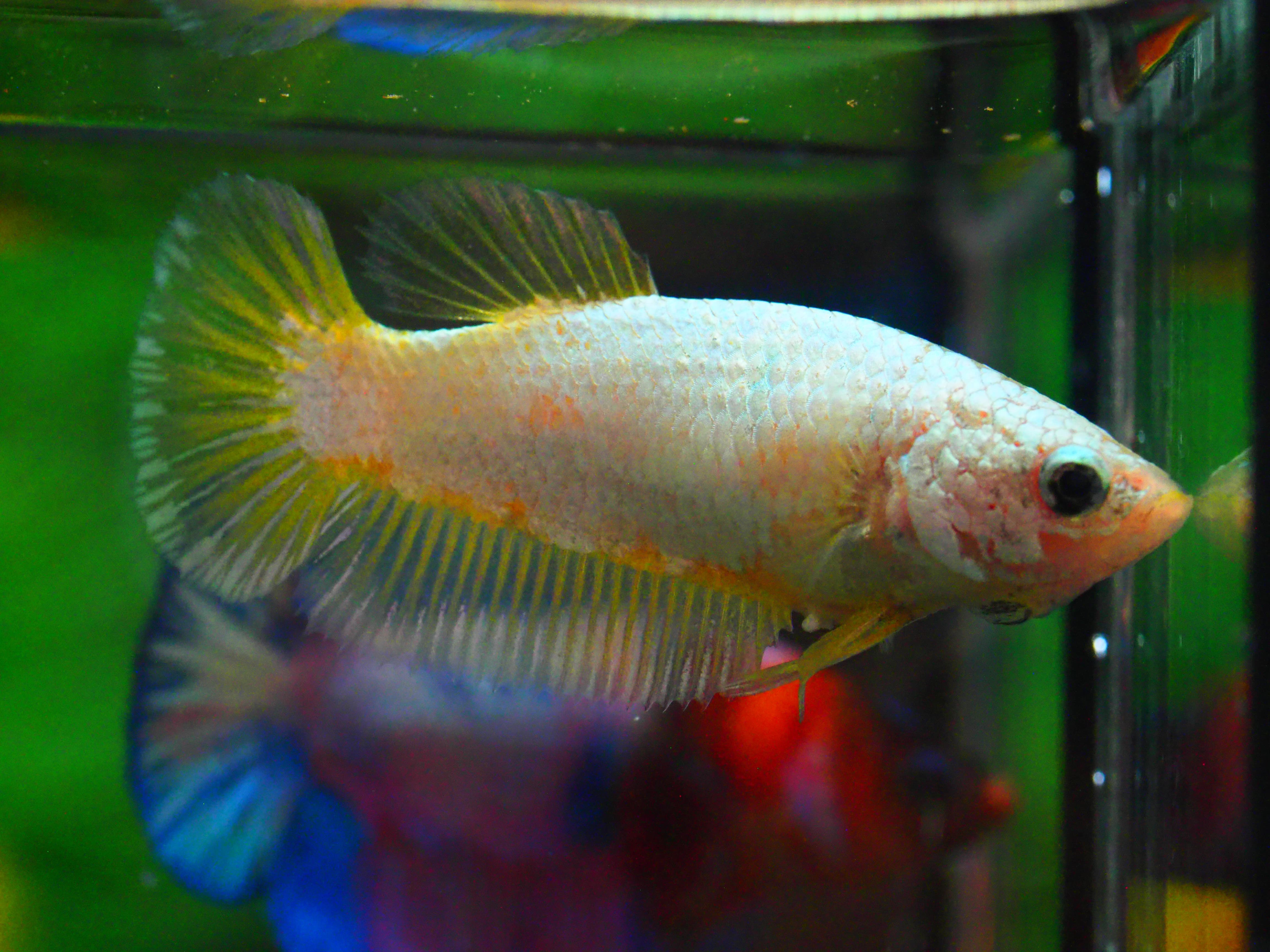 HMPK FANCY FNMALE GRADE A +++