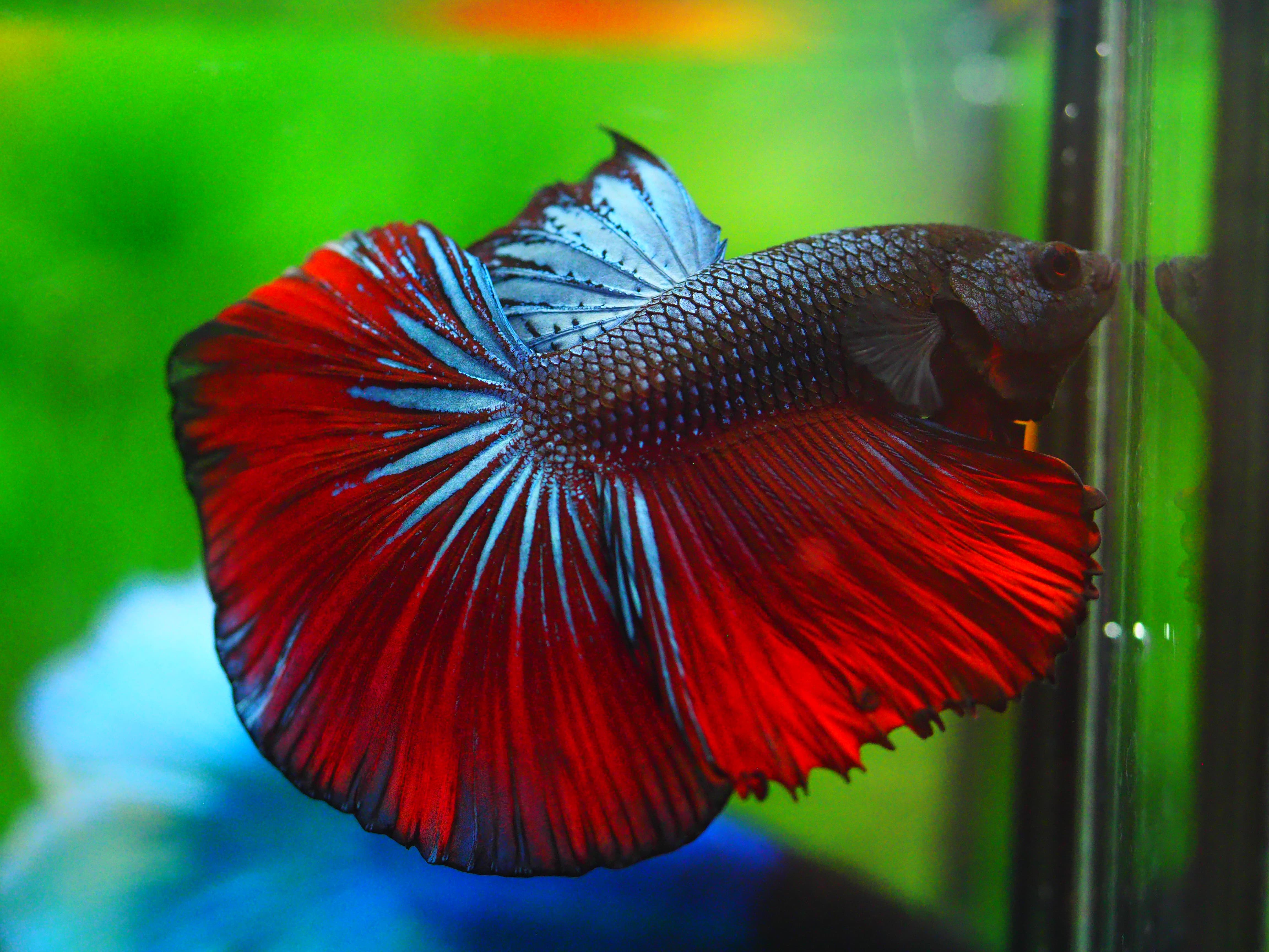 HM FANCY MALE GRADE A +++