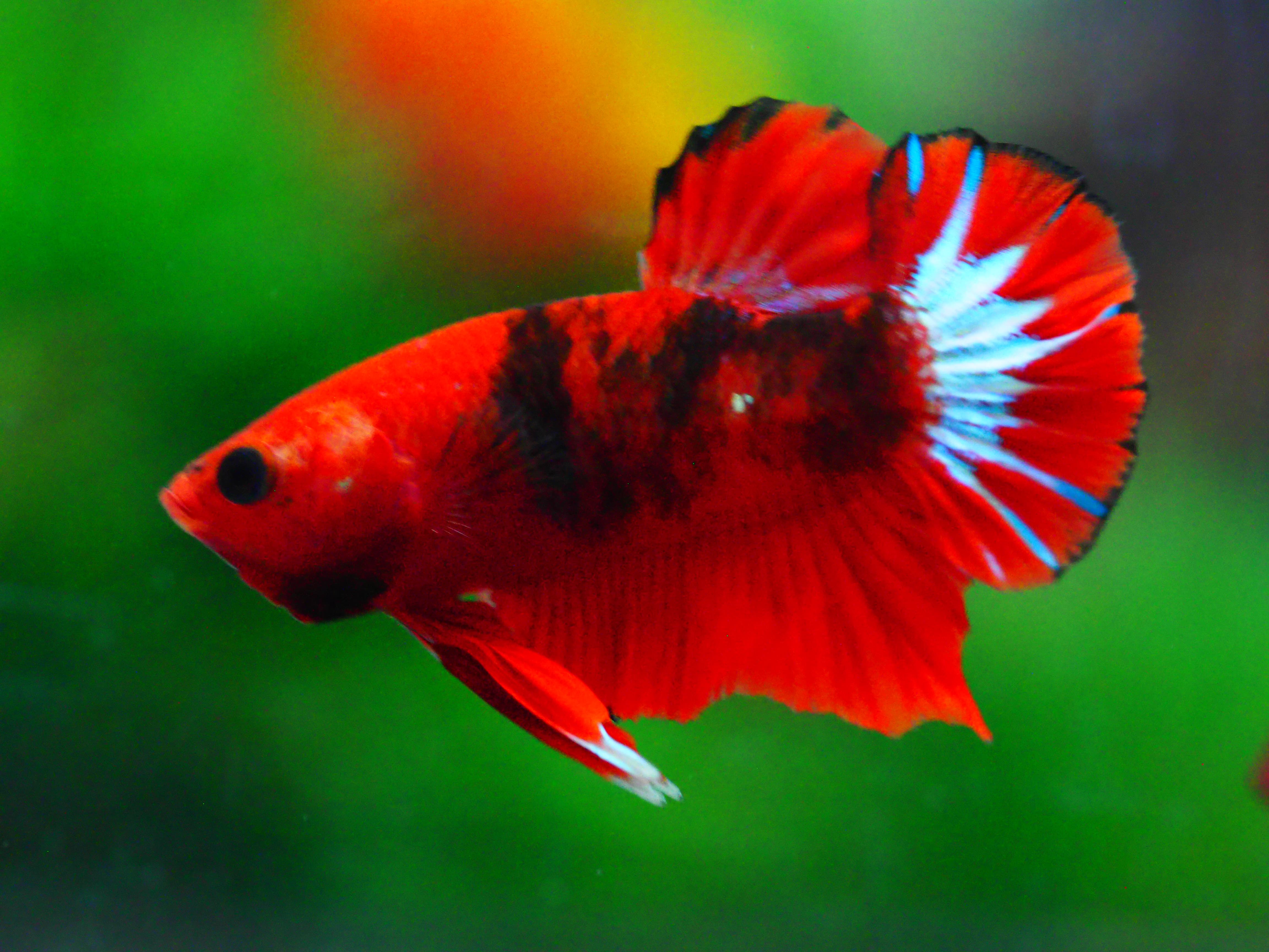 HMPK FANCY MALE GRADE A +++