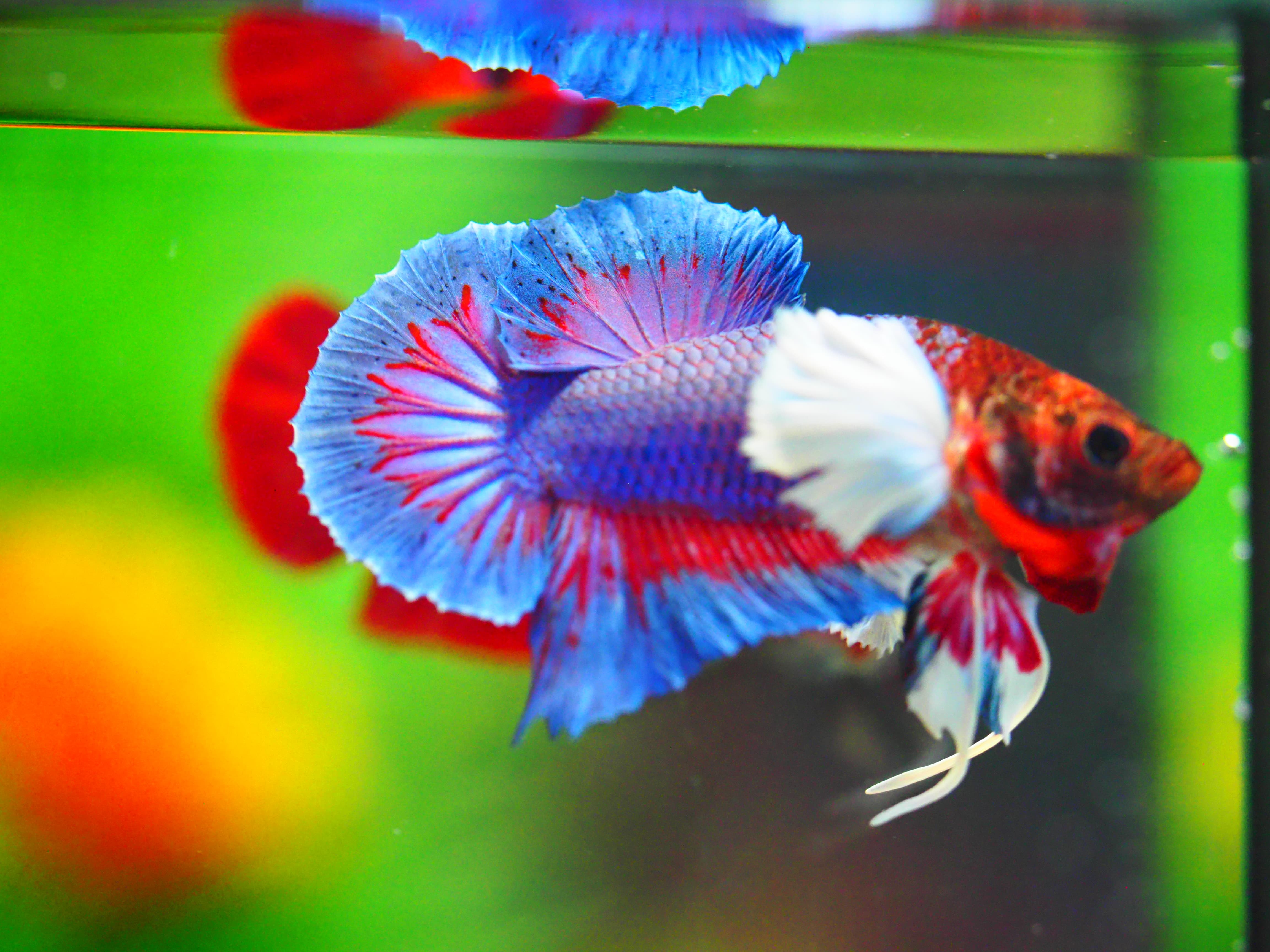 HMPK DUMBO MALE GRADE A +++