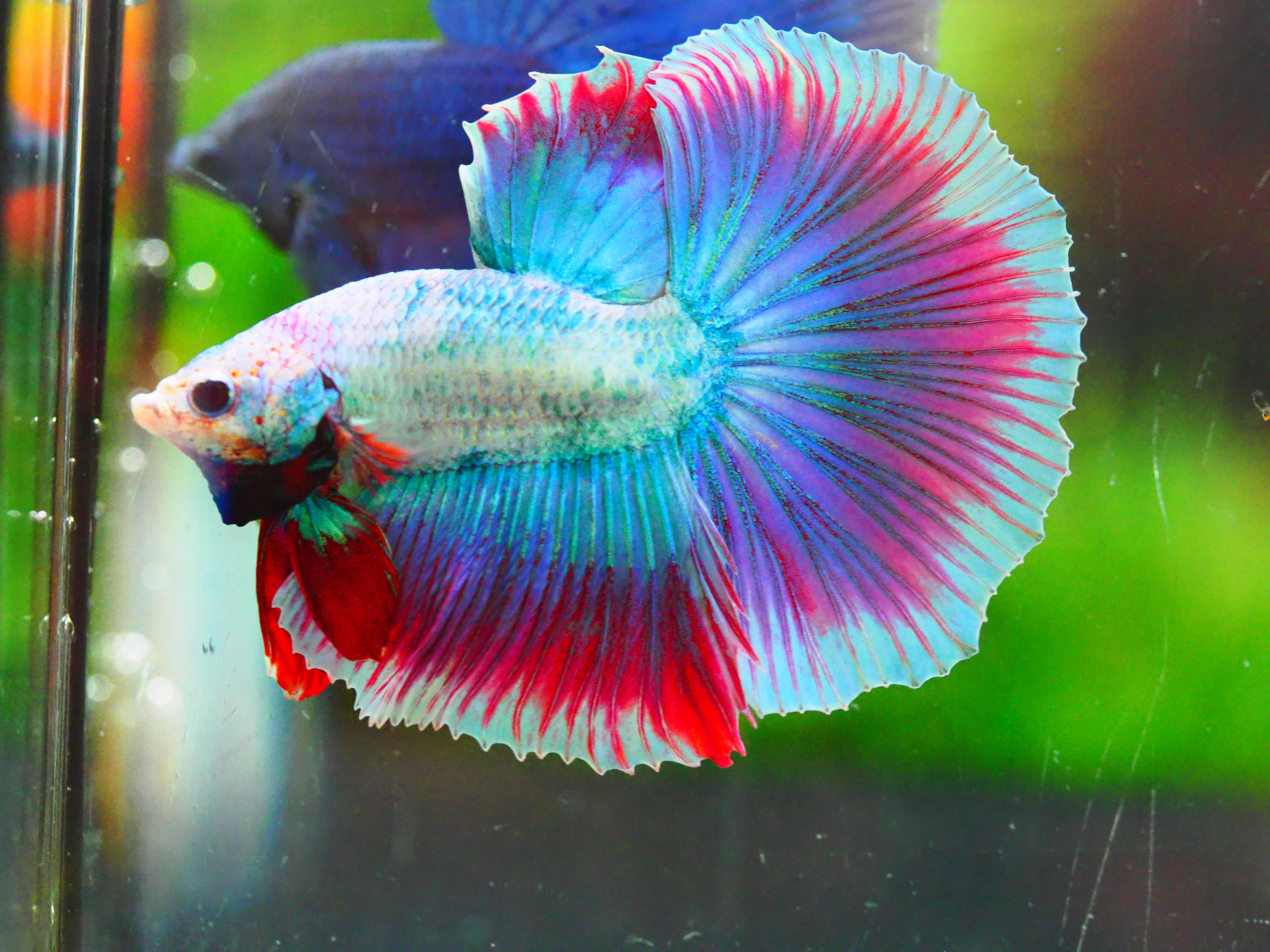 HM FANCY MALE GRADE A +++