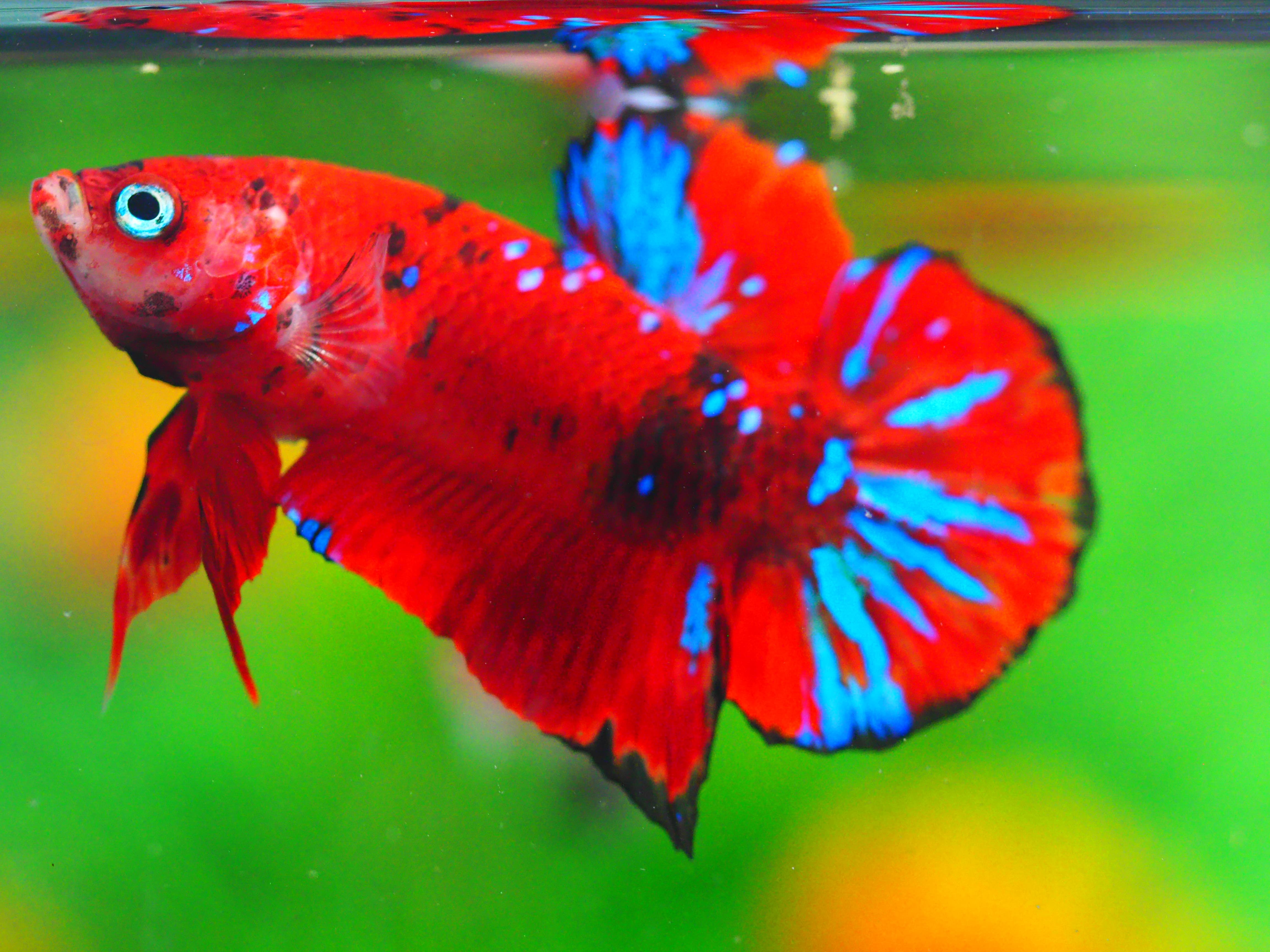 HMPK KOI GALAXY MALE GRADE A +++