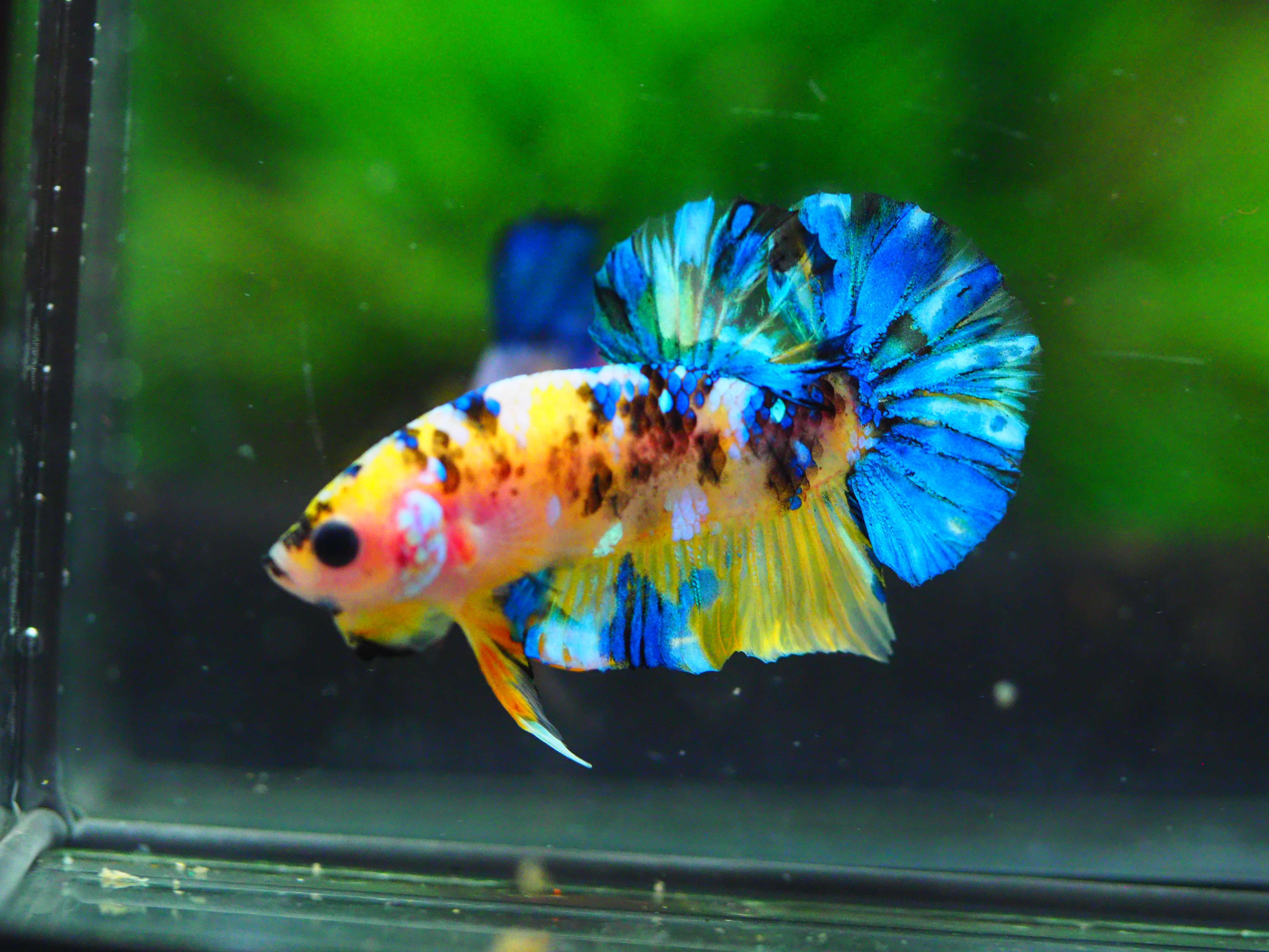 HMPK KOI YELLOW MALE GRADE A +++