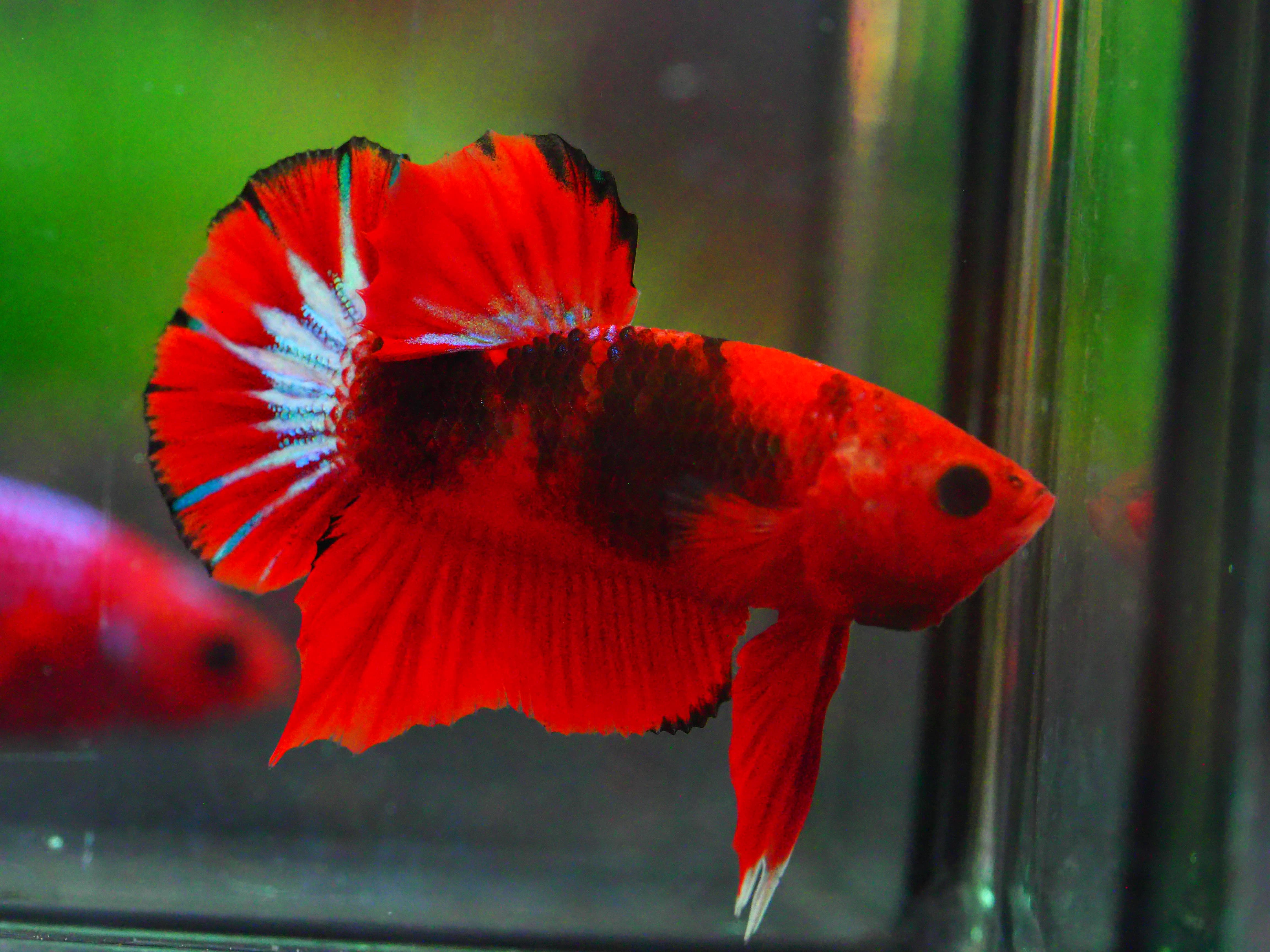 HMPK FANCY MALE GRADE A +++