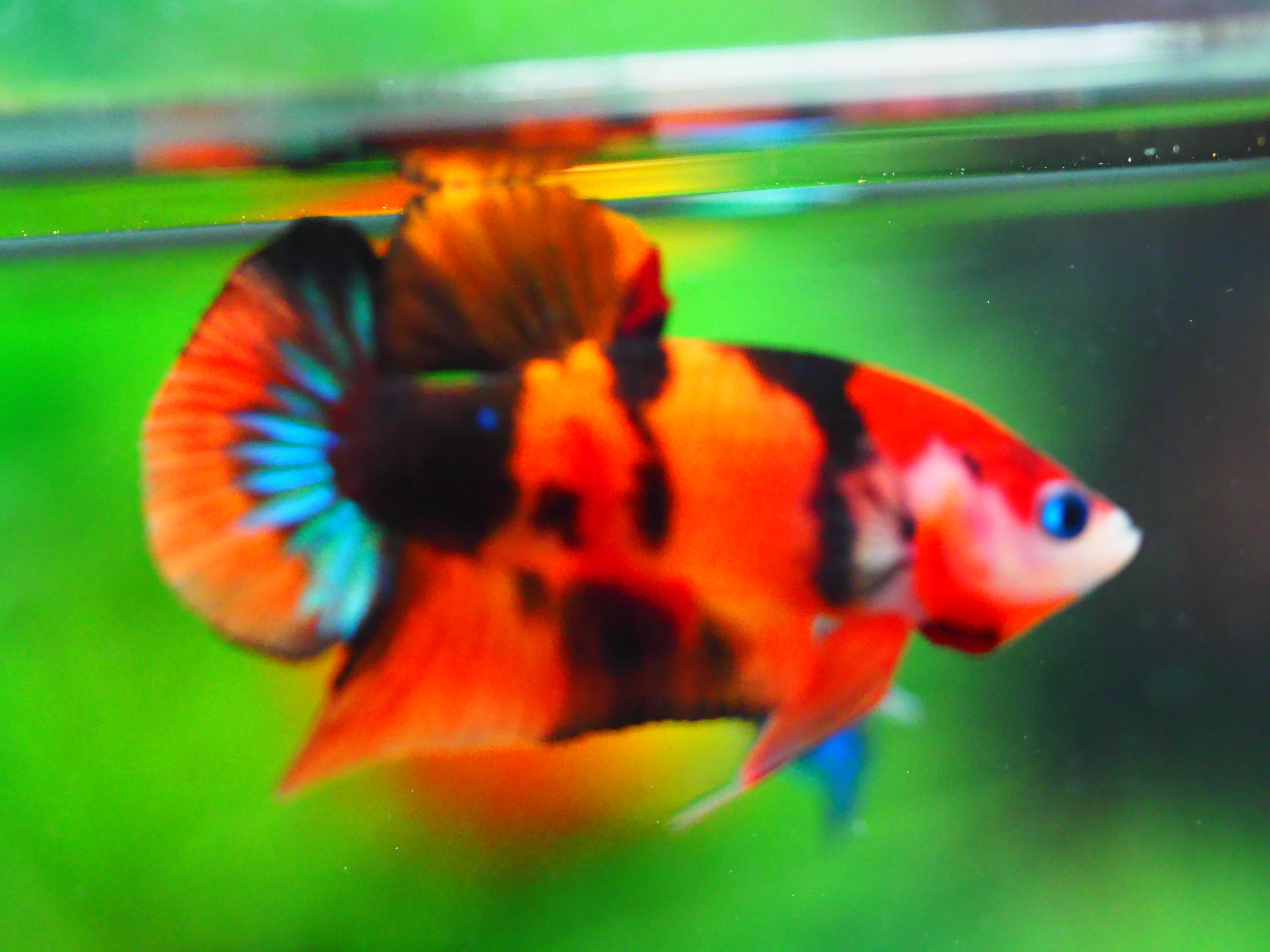 HMPK NEMO GALAXY MALE GRADE A +++