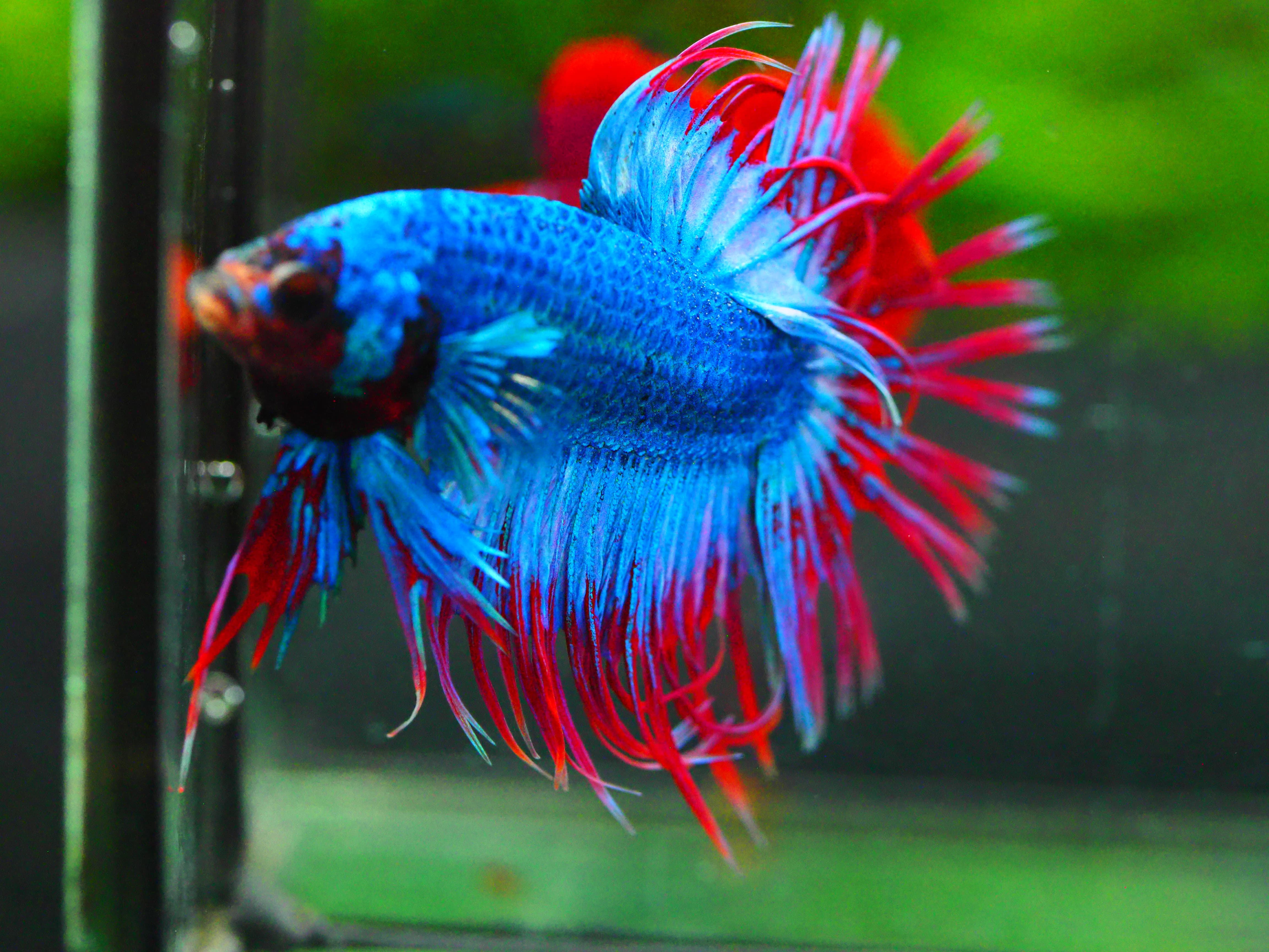 CT FANCY MALE GRADE A +++