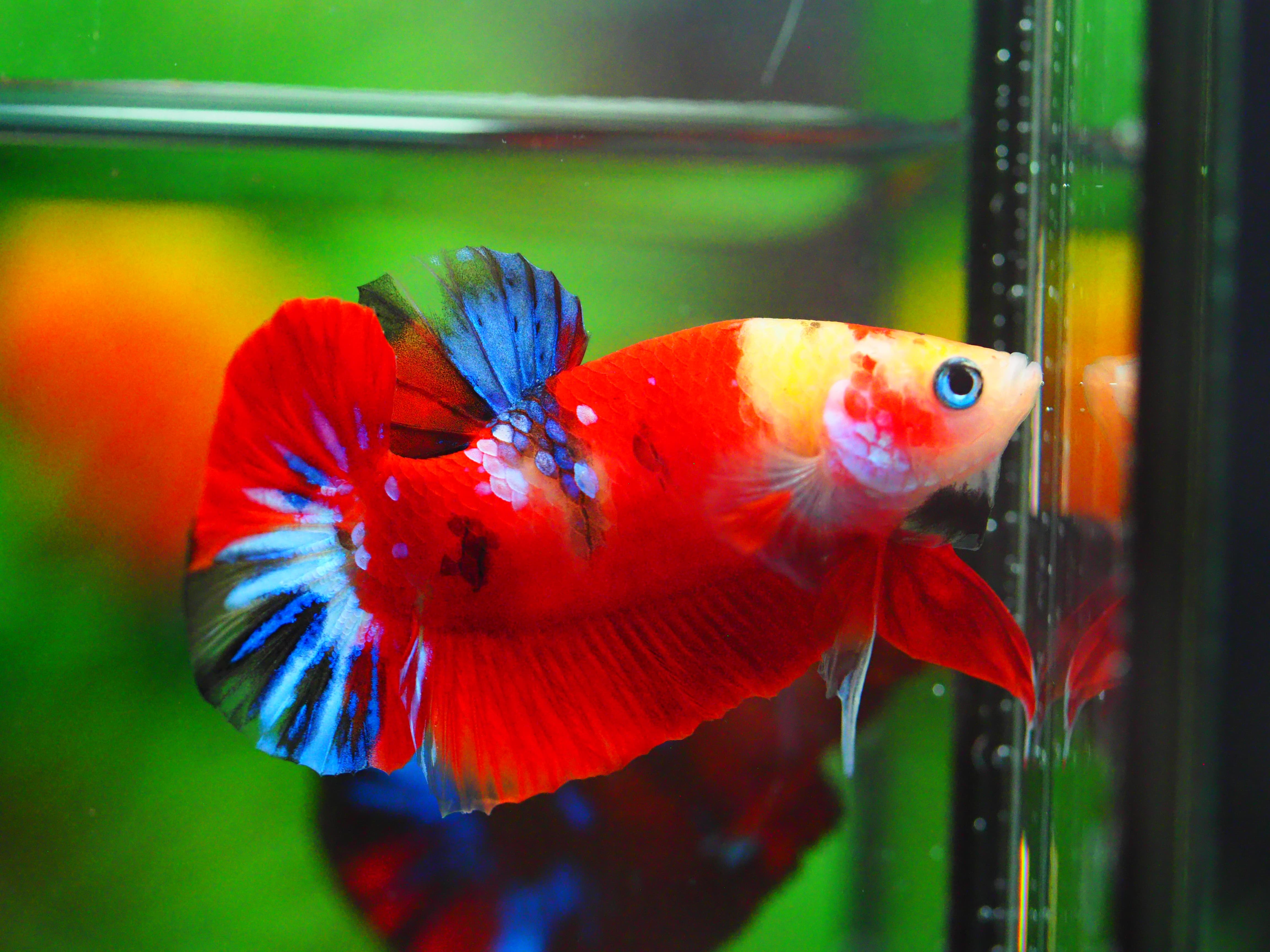 HMPK NEMO GALAXY MALE GRADE A +++