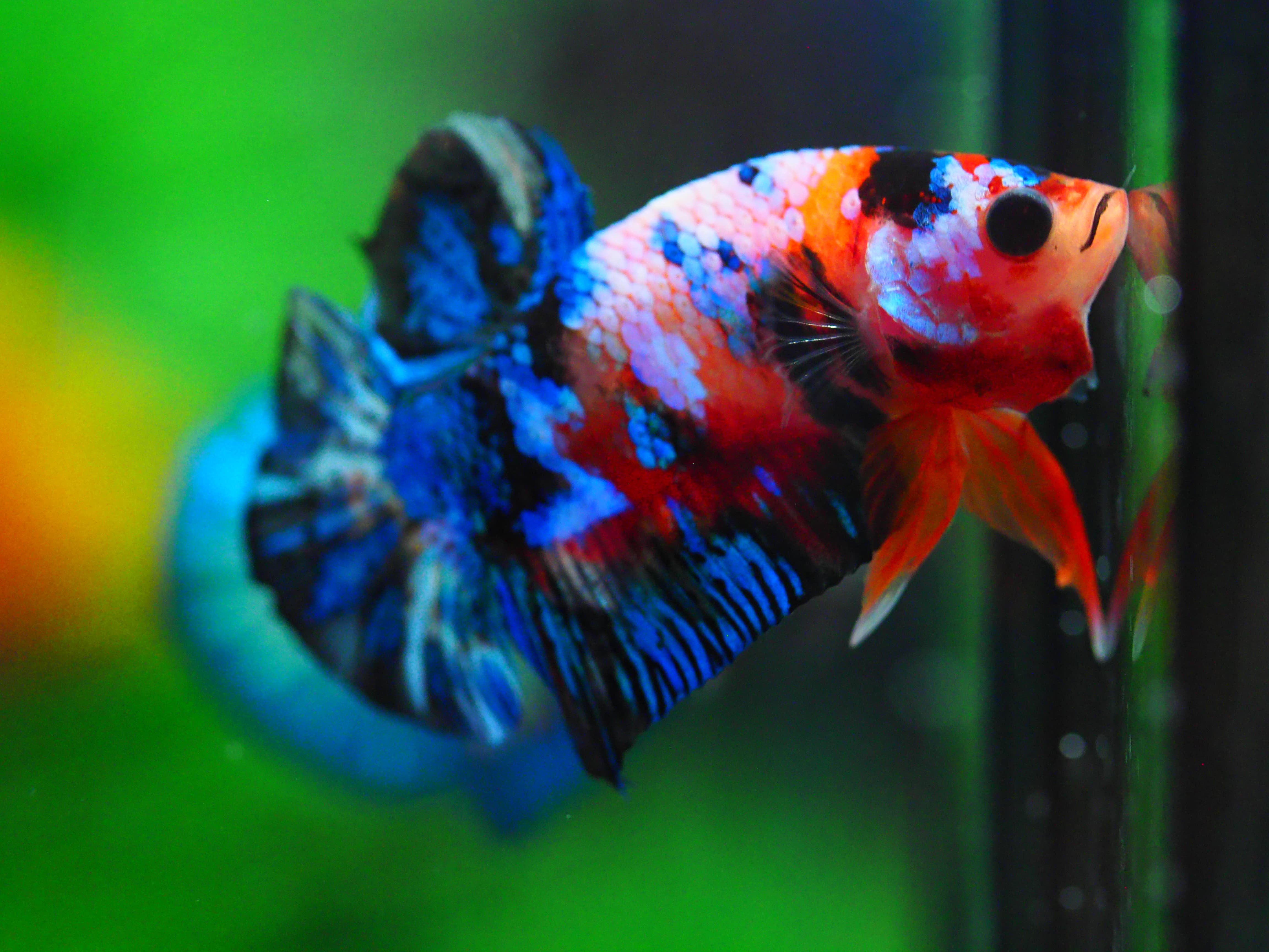 HMPK KOI GALAXY MALE GRADE A +++