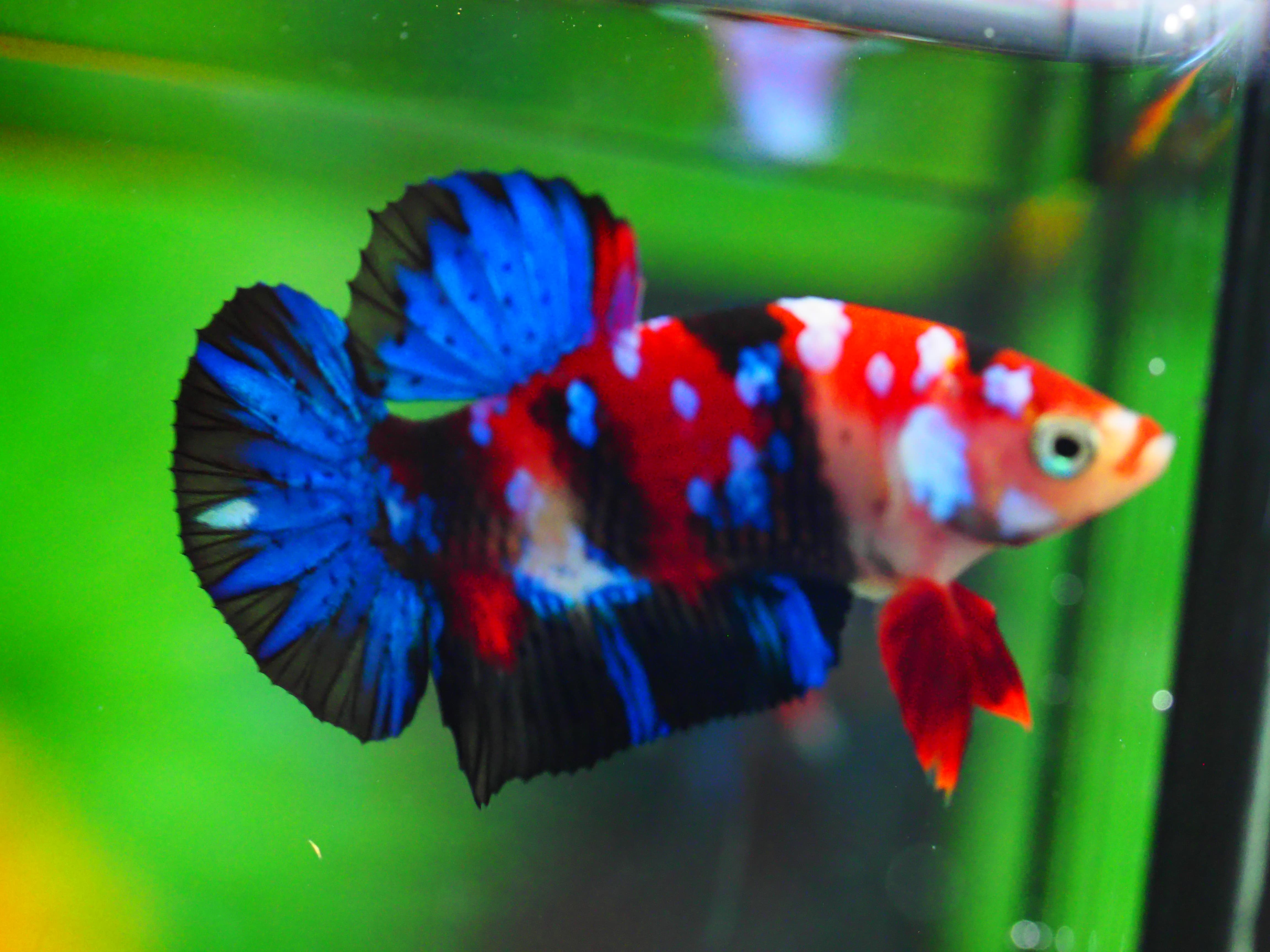 HMPK KOI GALAXY MALE GRADE A +++